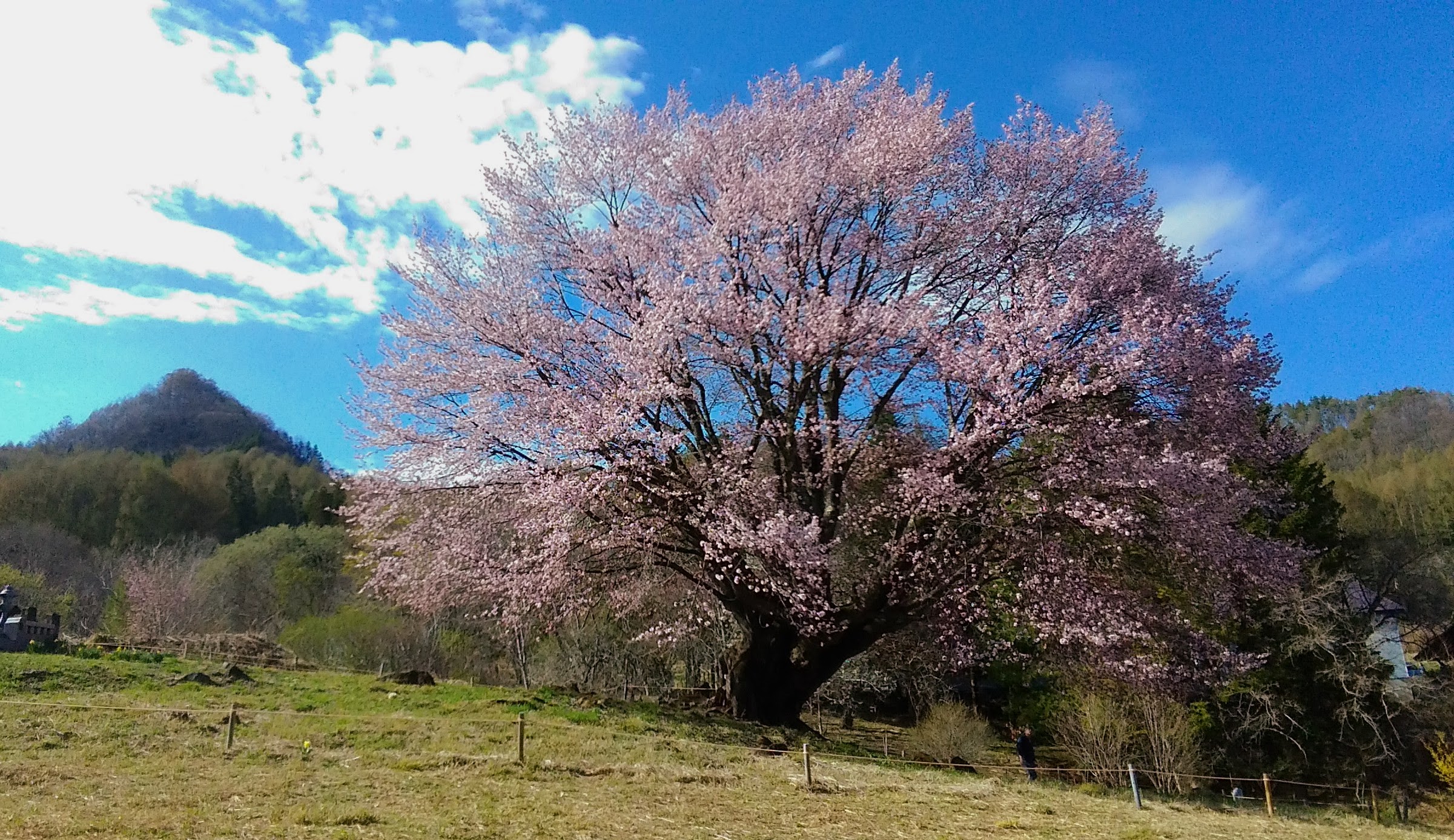 片品村 針山の天王桜 あにまるさんの武尊山 鹿俣山 尼ヶ禿山の活動データ Yamap ヤマップ