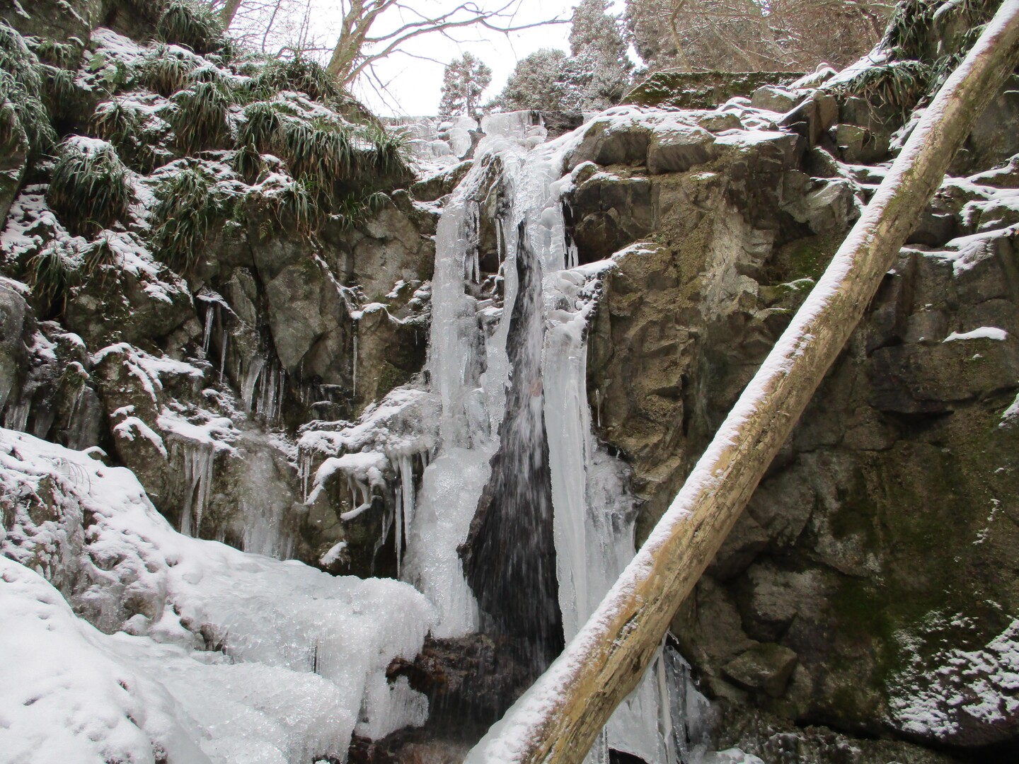 氷瀑・樹氷 雪と氷の芸術♪ ↗もみじ谷 ↘狼谷 / まりさりさんの金剛山・二上山・大和葛城山の活動データ YAMAP / ヤマップ