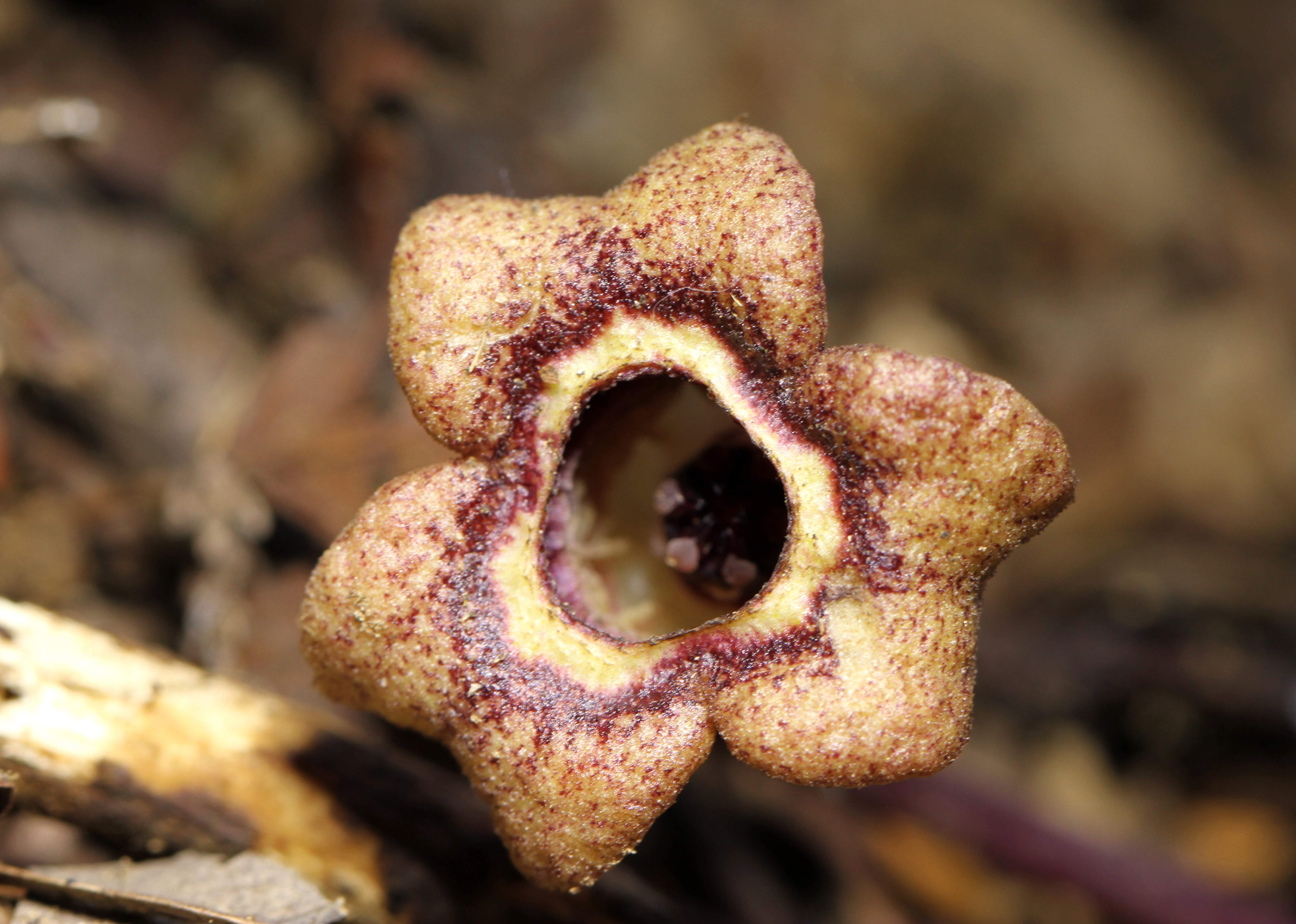 高尾山 春色を求めて ユユ さんの高尾山 陣馬山 景信山の活動日記 Yamap ヤマップ