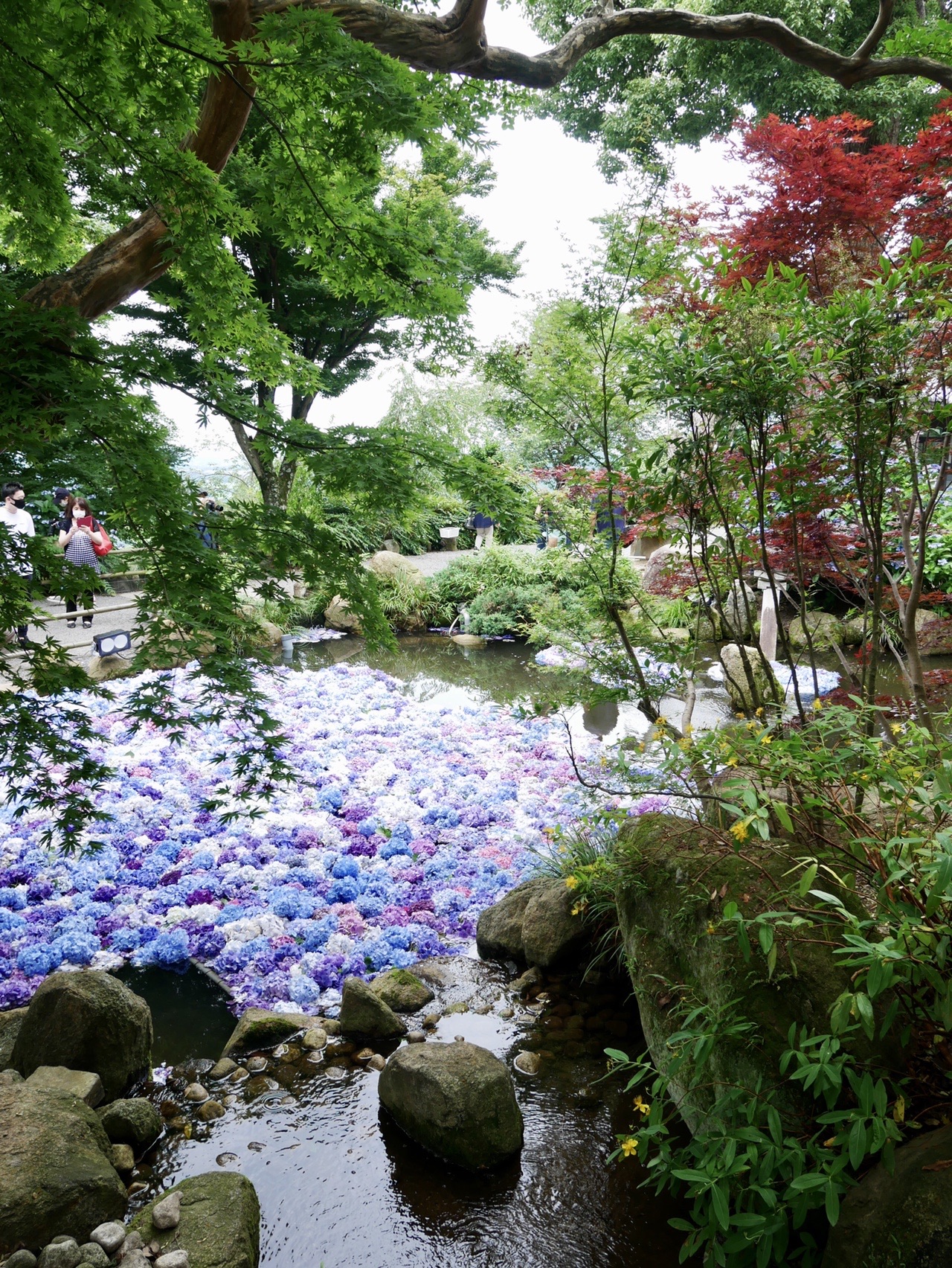 雨引観音 紫陽花水中花のアイドル探し 三人息子のママさんの加波山 吾国山 難台山の活動データ Yamap ヤマップ