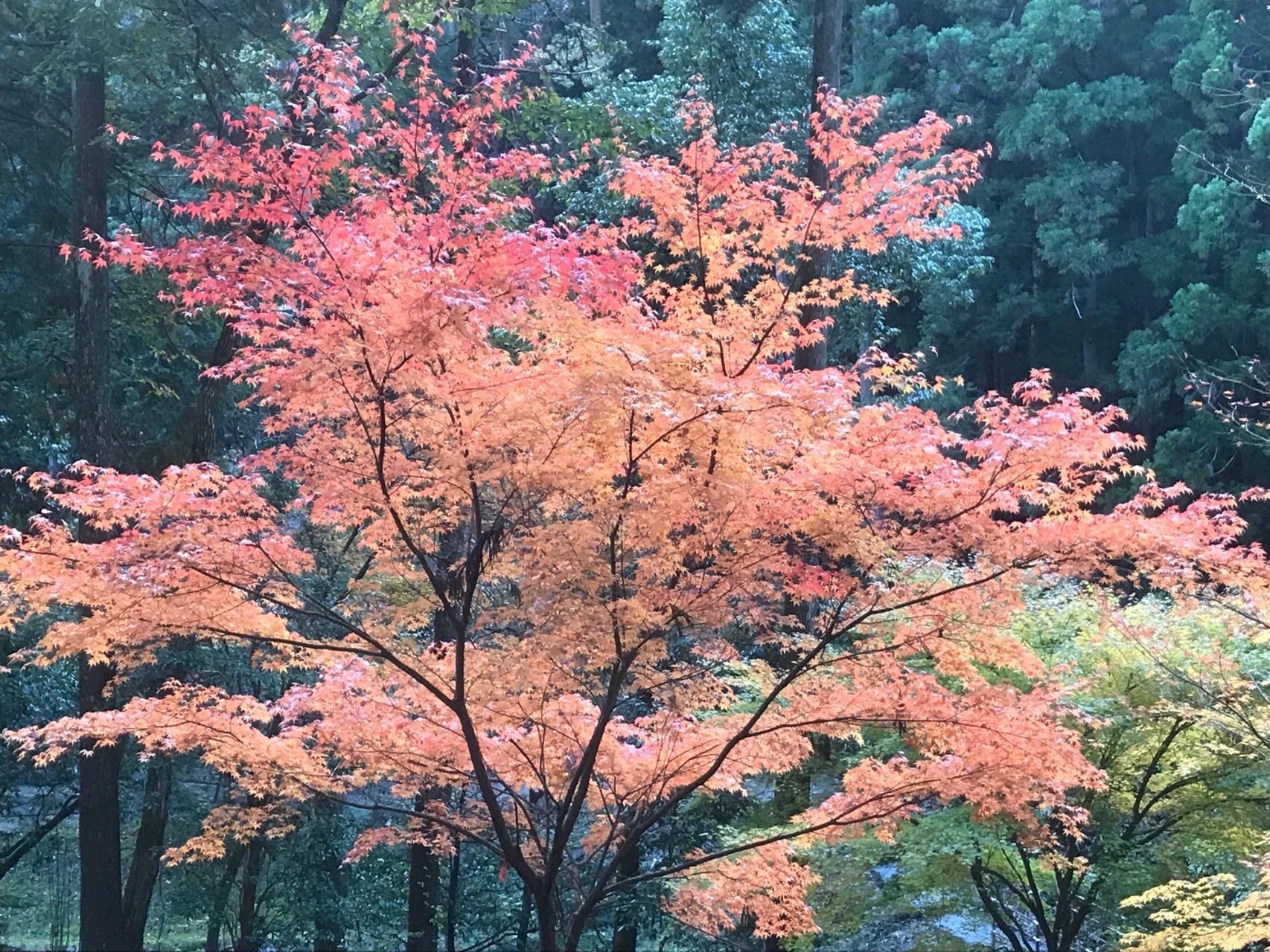 寂地峡の紅葉と寂地山登山 なかしげさんの吉和冠山 安芸冠山 広高山 寂地山の活動データ Yamap ヤマップ