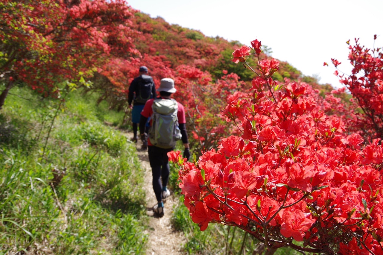 カツ コン 大和葛城山 金剛山 紅葉谷旧ルート Ryoさんの金剛山 二上山 大和葛城山の活動データ Yamap ヤマップ