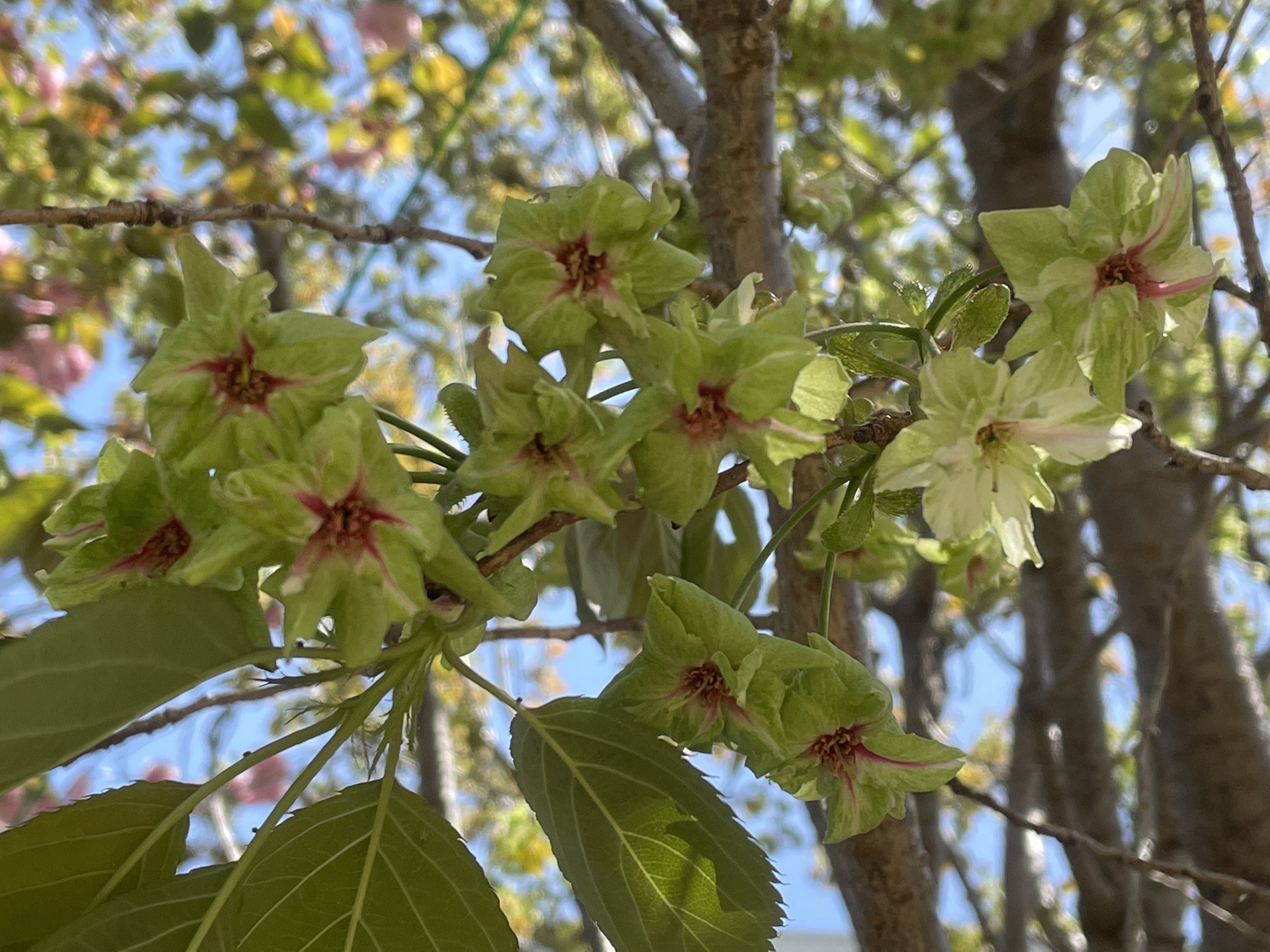 御衣黄桜に会いに おまけで三木山 散歩 ゆかりんごさんの丹生山 帝釈山 シビレ山の活動データ Yamap ヤマップ