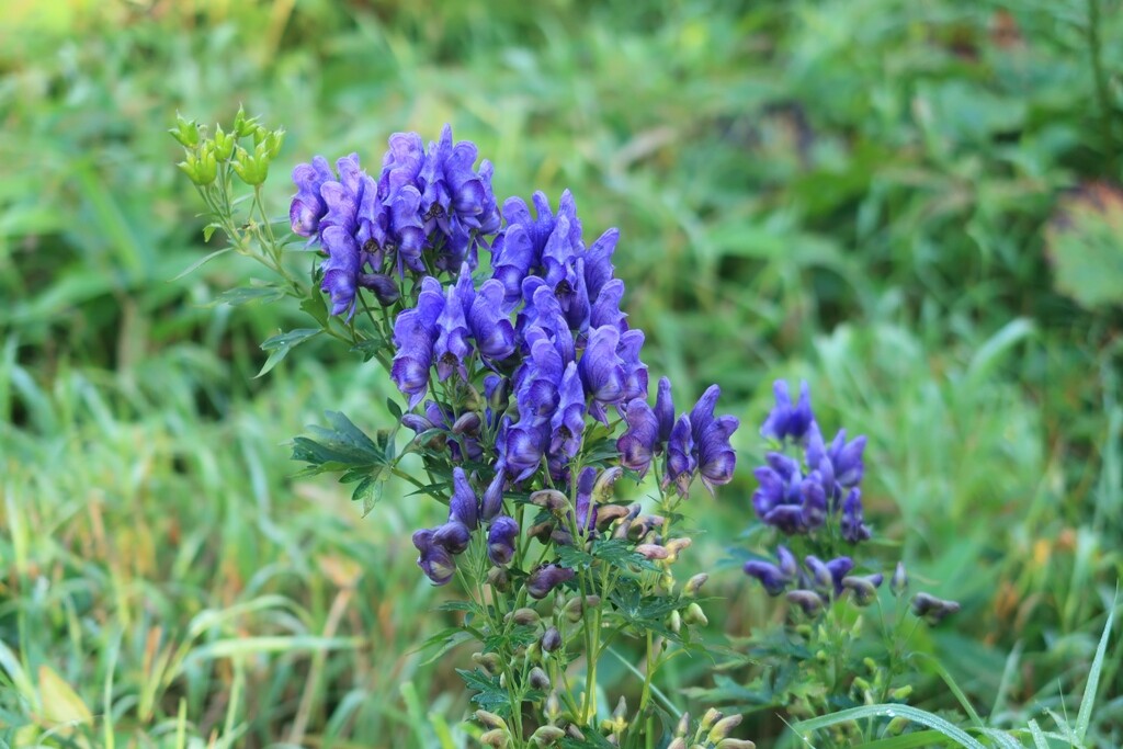 日本百名山 浅間山 前掛山 天狗温泉 浅間山 前掛山 浅間山 黒斑山 篭ノ登山の写真27枚目 7 2 ヤマトリカブト 全草毒草です Yamap ヤマップ