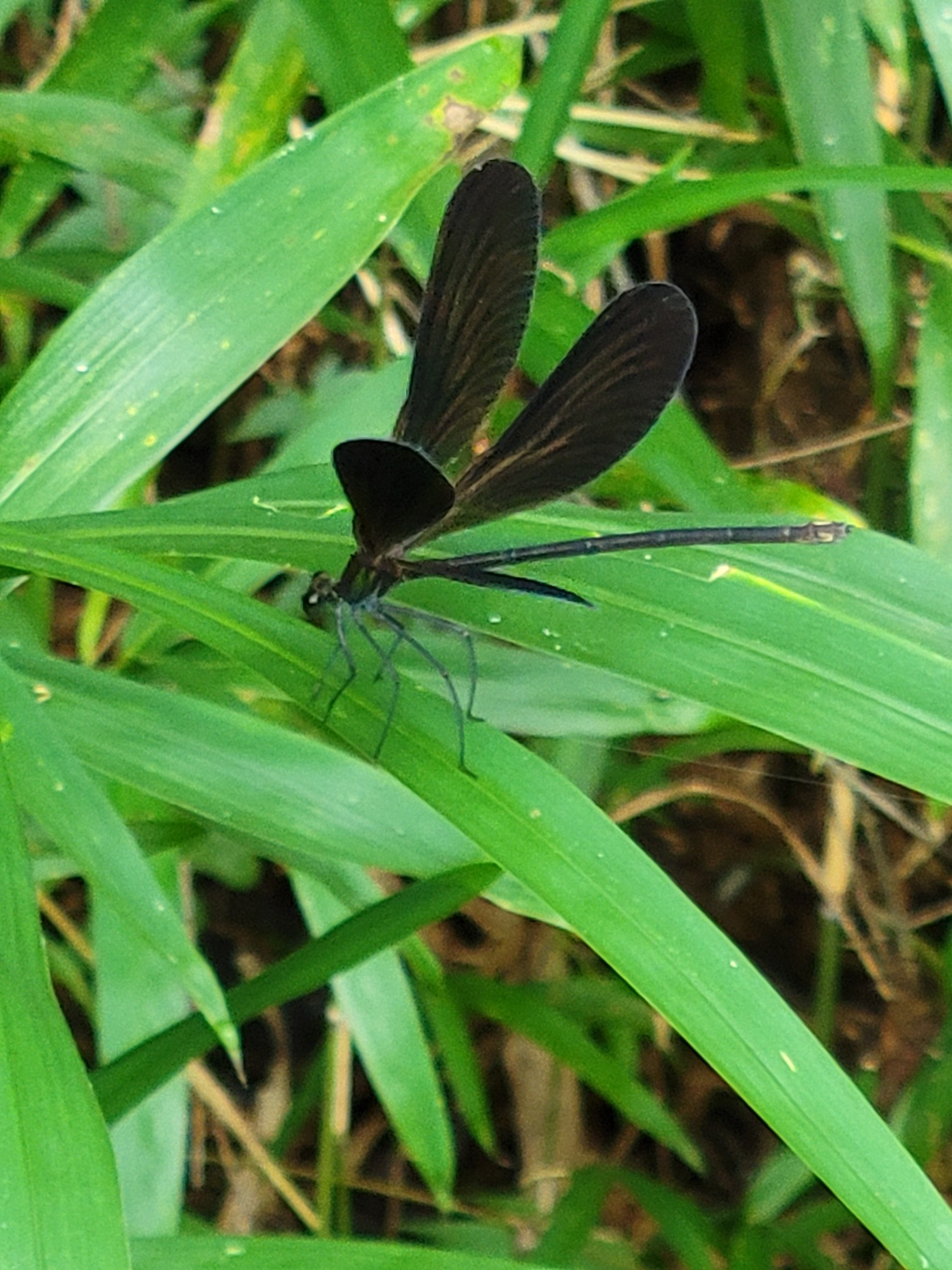No 135 今回は久しぶりに滋賀のお山 みゅー さんの繖山 観音寺山 の活動データ Yamap ヤマップ