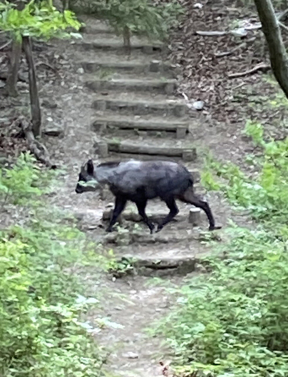 再びカモシカと遭遇 釜伏峠 萩根山 釜伏山 雨乞山 登谷山 皇鈴山 愛宕山 Mayumiさんの宝登山 長瀞アルプス 不動山 陣見山 鐘撞堂山の活動日記 Yamap ヤマップ