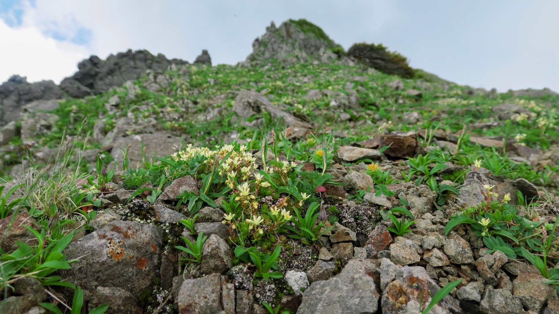 花 花 花 南八ヶ岳周回 舟山十字路起点 八ヶ岳 赤岳 硫黄岳 天狗岳 の写真69枚目 斜面一面のシコタンソウ 写真撮りまくりで Yamap ヤマップ
