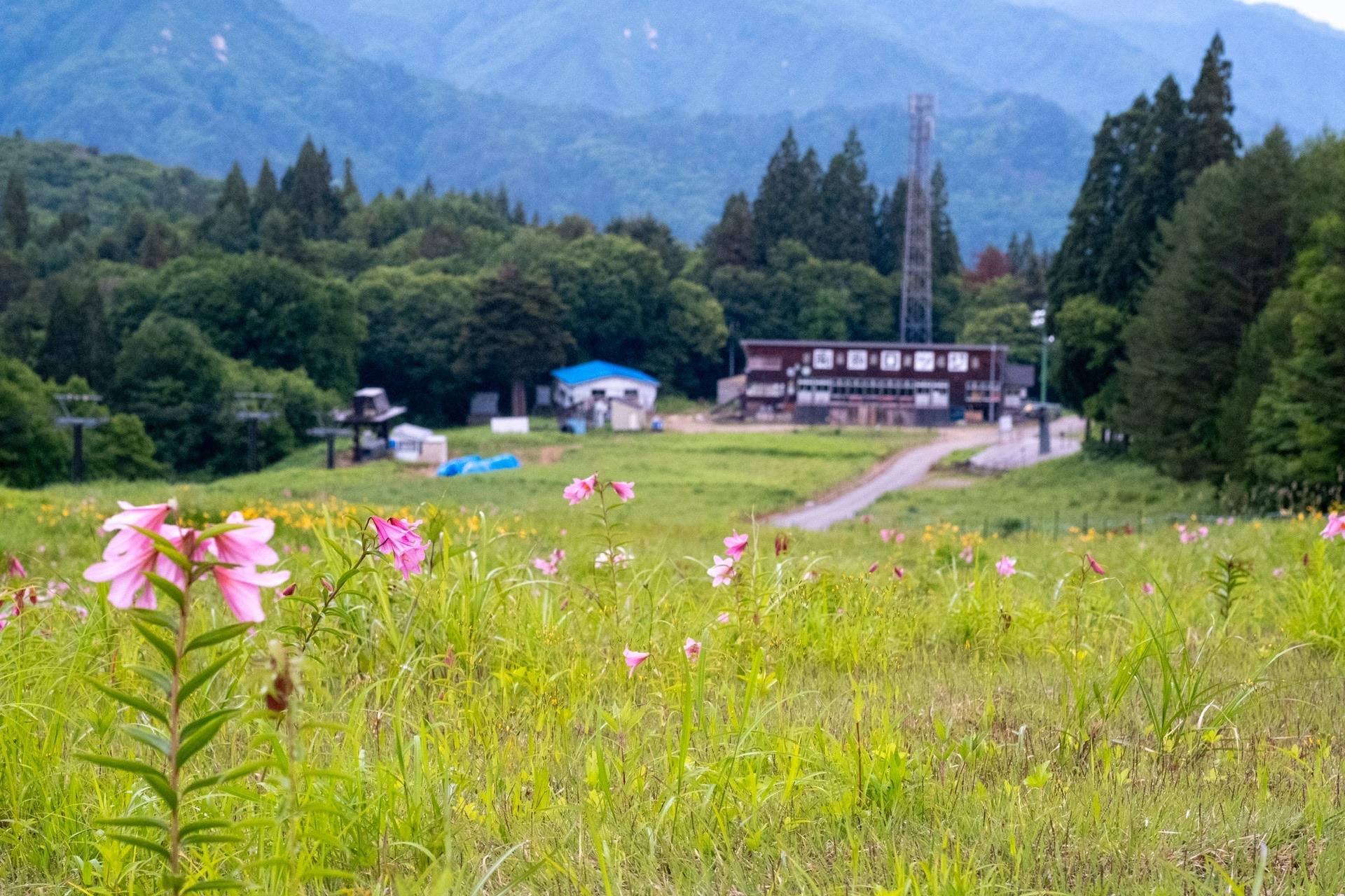 南会津ヒメサユリ探訪🌸宮床湿原と南郷スキー場&高清水自然公園20240609 / hamさんの志津倉山の活動データ YAMAP / ヤマップ