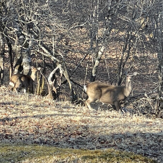 鳳凰山・地蔵岳・観音岳・薬師岳 🦌🦌🦌お腹大きいね🎶