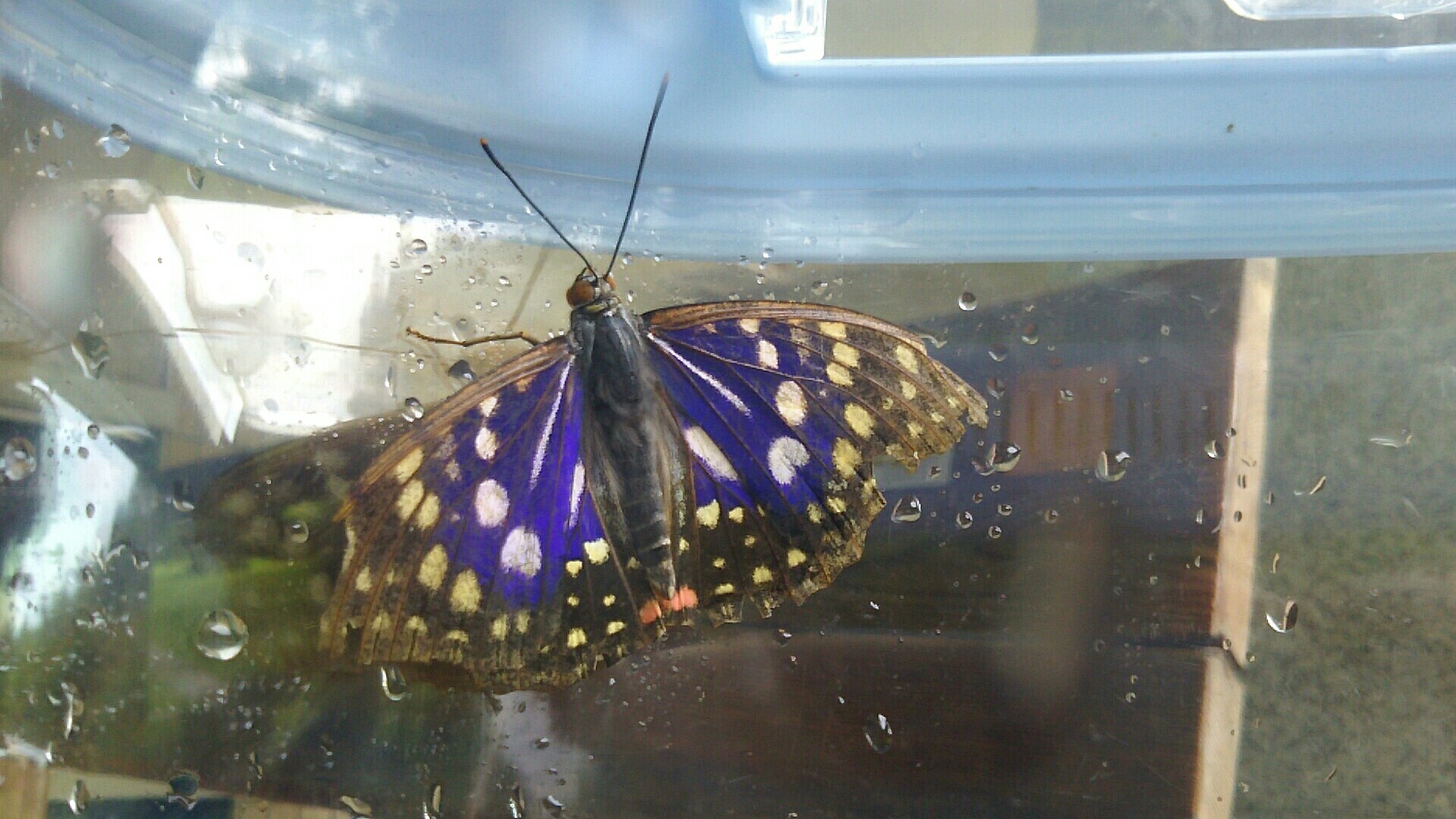 森林公園 オオムラサキ蝶 かっつんさんの東谷山の活動データ Yamap ヤマップ