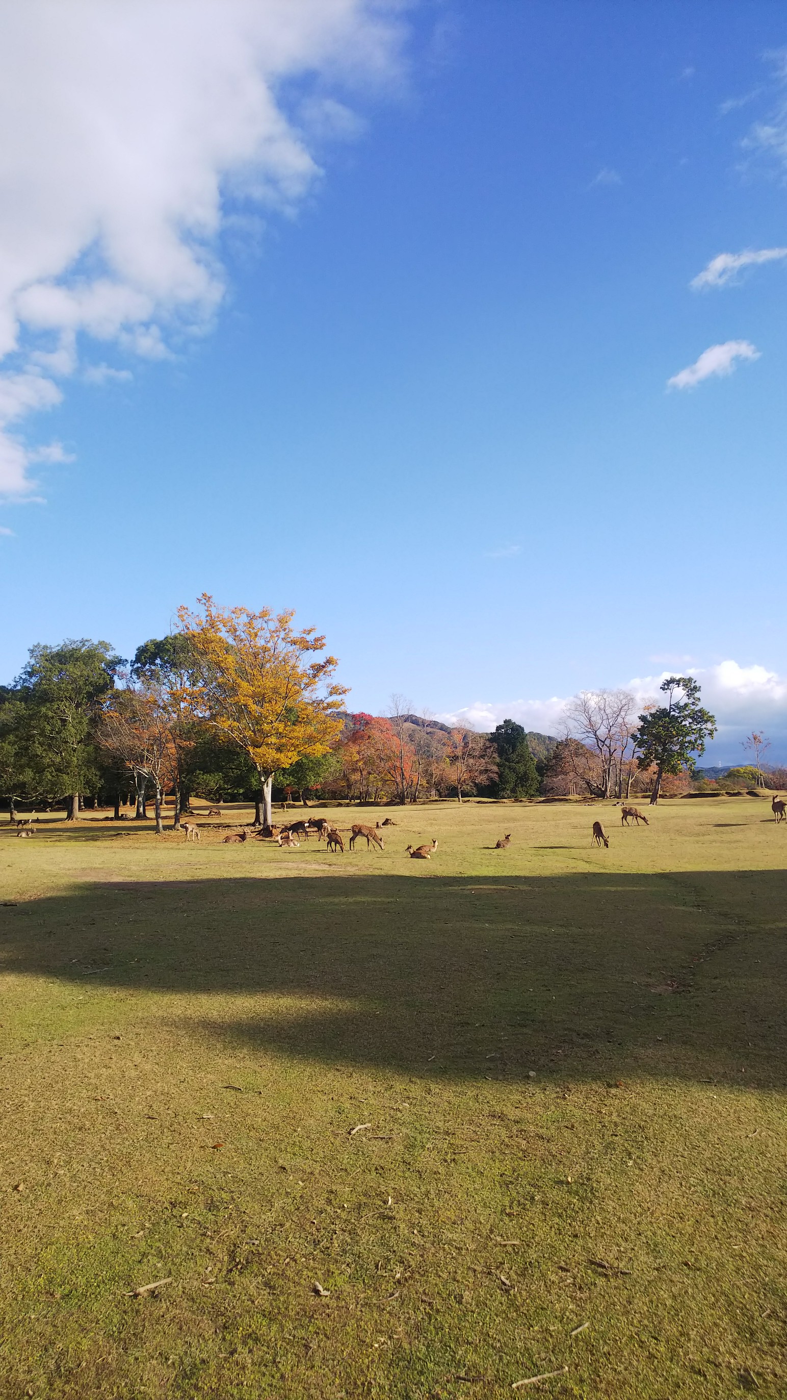 若草山 三笠山 紅葉を求めて散策 ゆかぺさんの奈良市の活動日記 Yamap ヤマップ