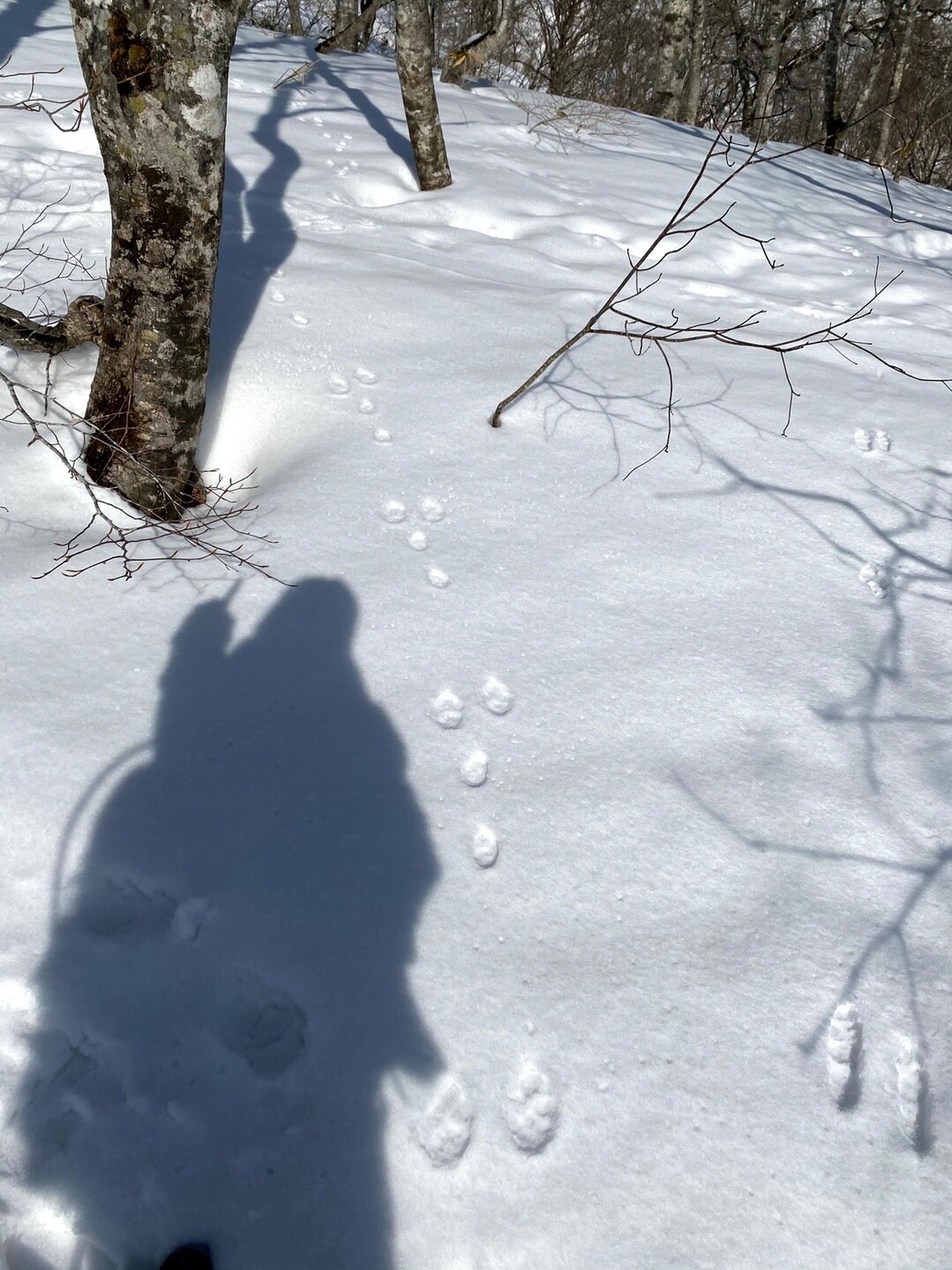 3 1 大日ヶ岳 高鷲スノーパーク 初アイゼン Pujicoさんの大日ヶ岳の活動日記 Yamap ヤマップ
