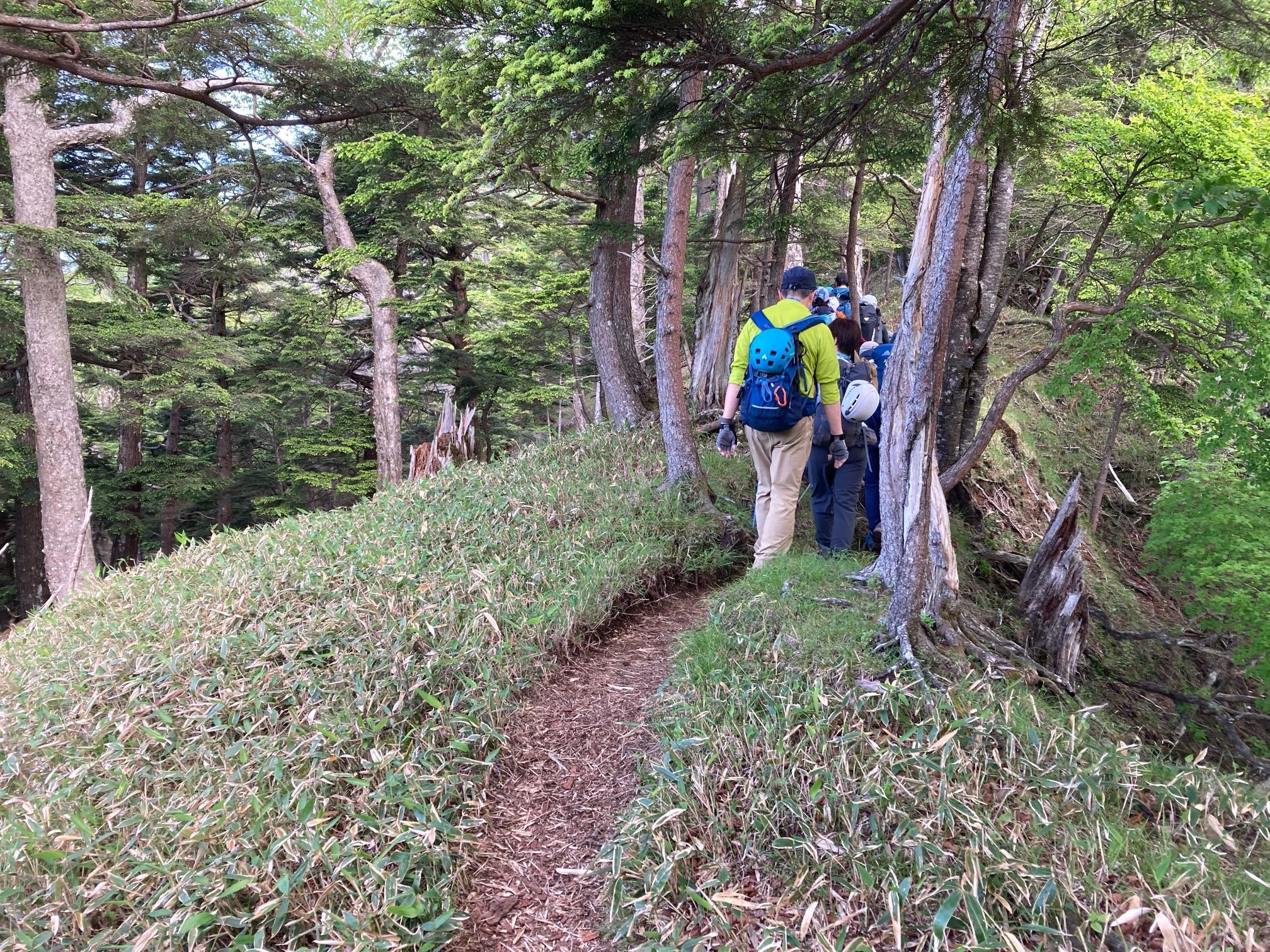 皇海山・袈裟丸山・庚申山 薬師岳手前の笹原