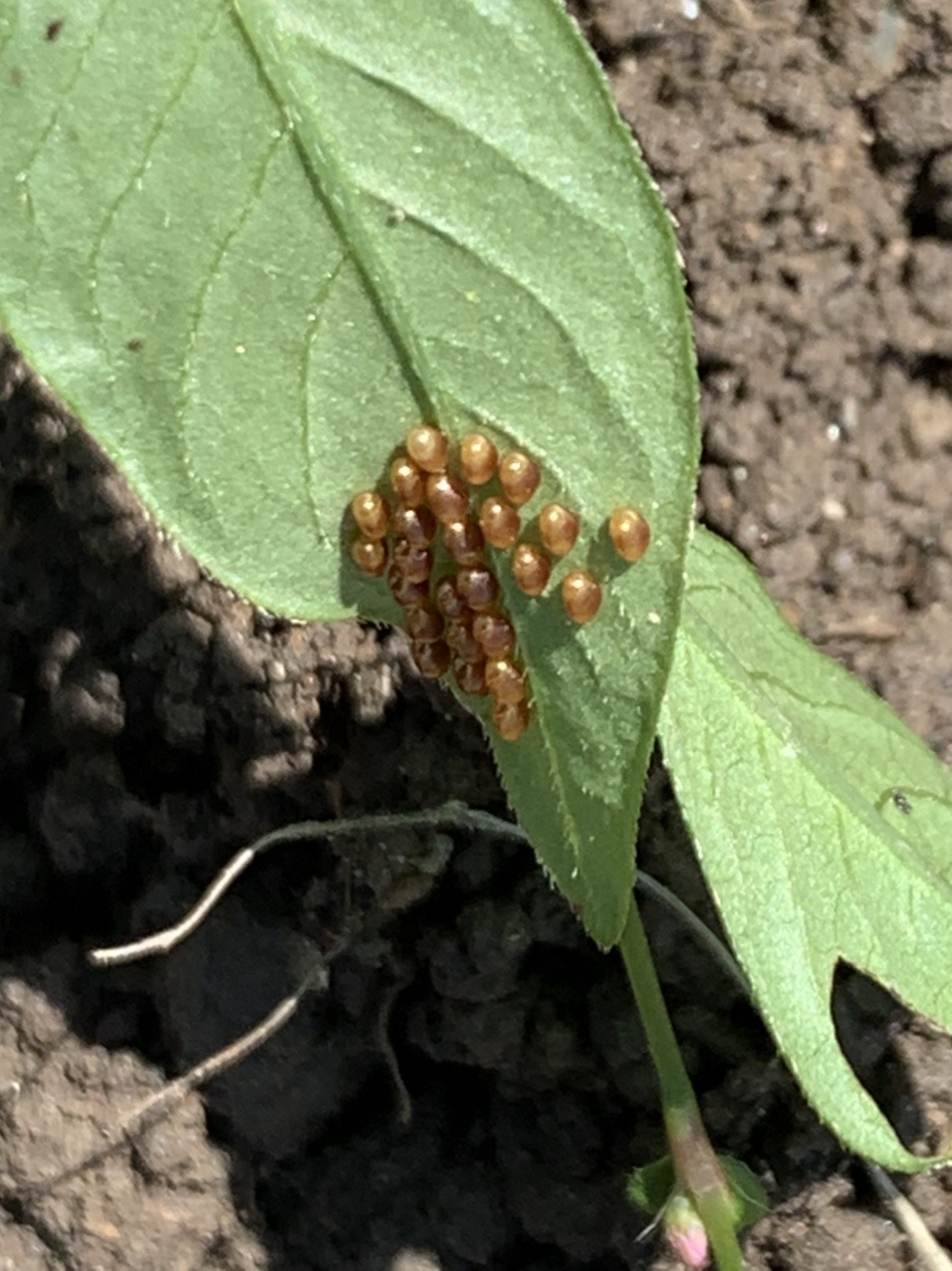 虫と菩提樹 とっこさんの太宰府市の活動データ Yamap ヤマップ