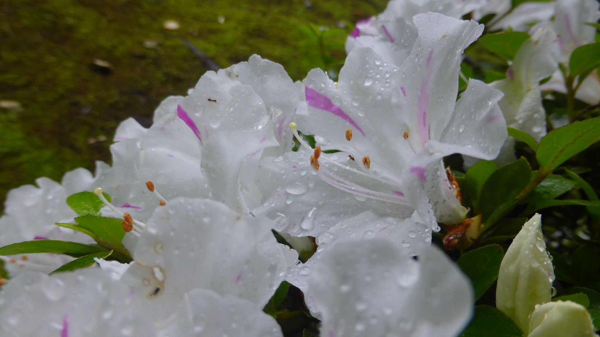 やっと開園 東京都薬用植物園 れおまるさんのウォーキングの活動日記 Yamap ヤマップ
