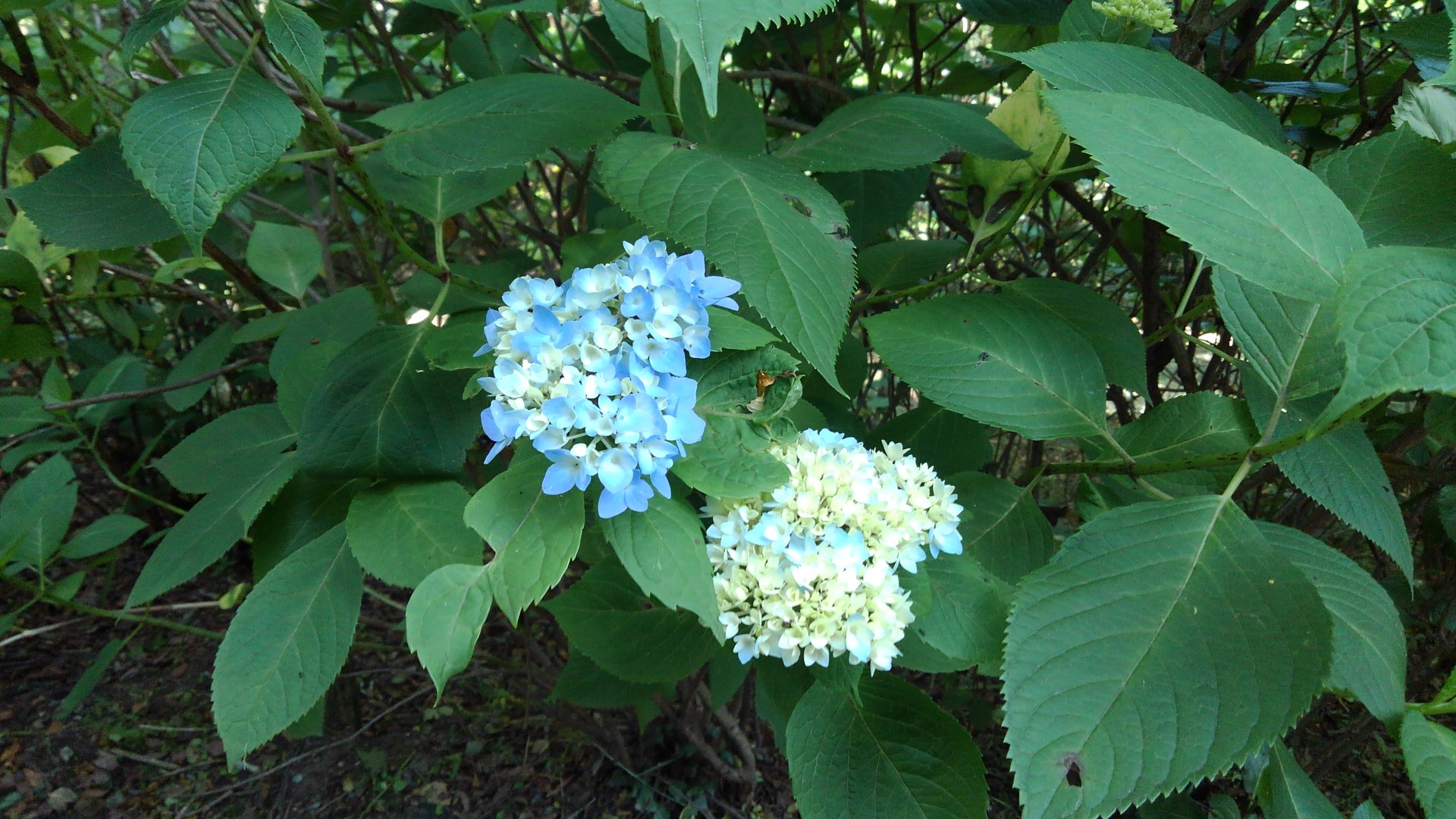 ぬかた園地あじさい園 21 06 01 しーさんさんの生駒山 神津嶽 大原山の活動データ Yamap ヤマップ
