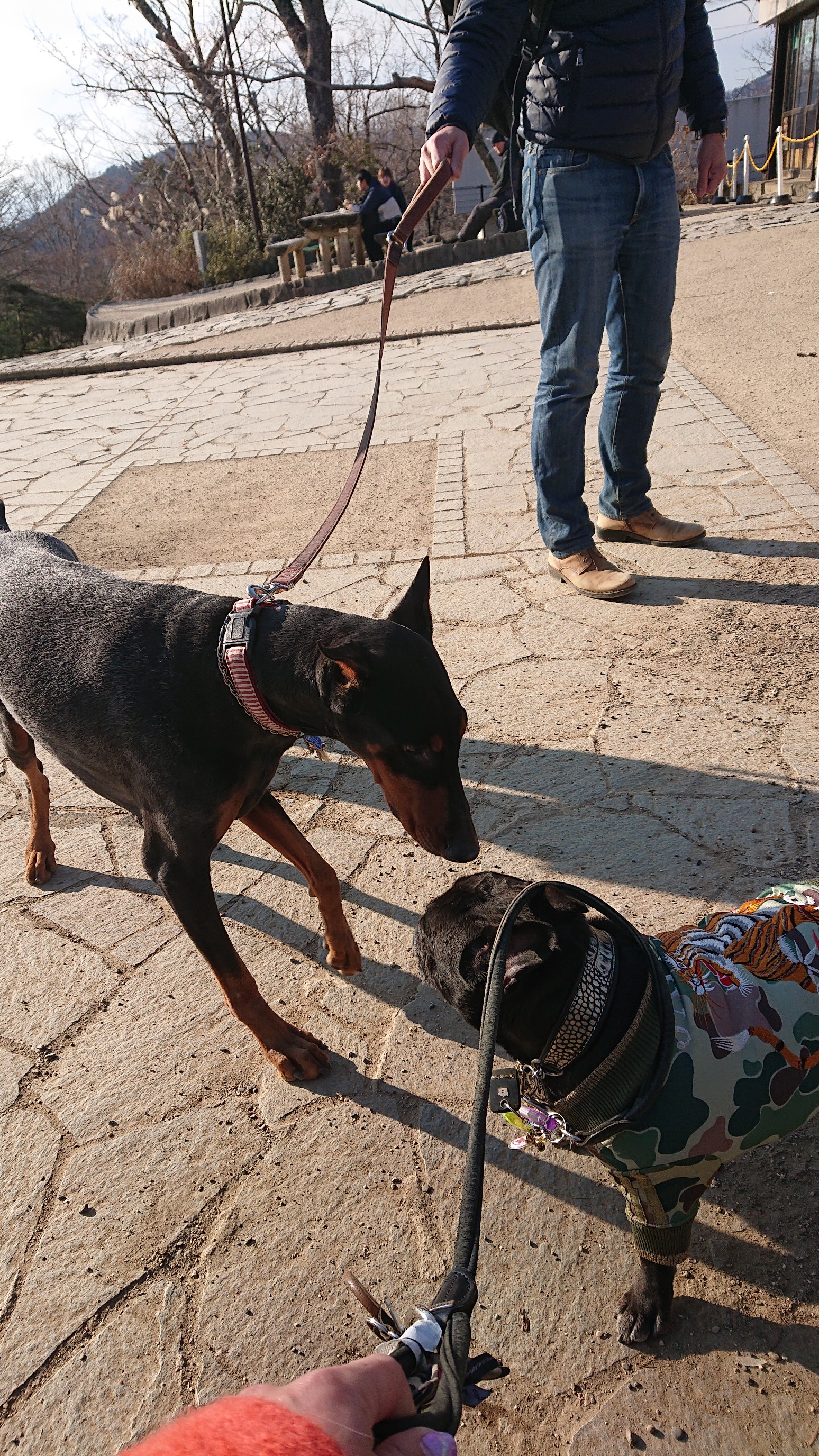 お犬様の大名登山で高尾山 よっちゃんさんの高尾山 陣馬山 景信山の活動日記 Yamap ヤマップ