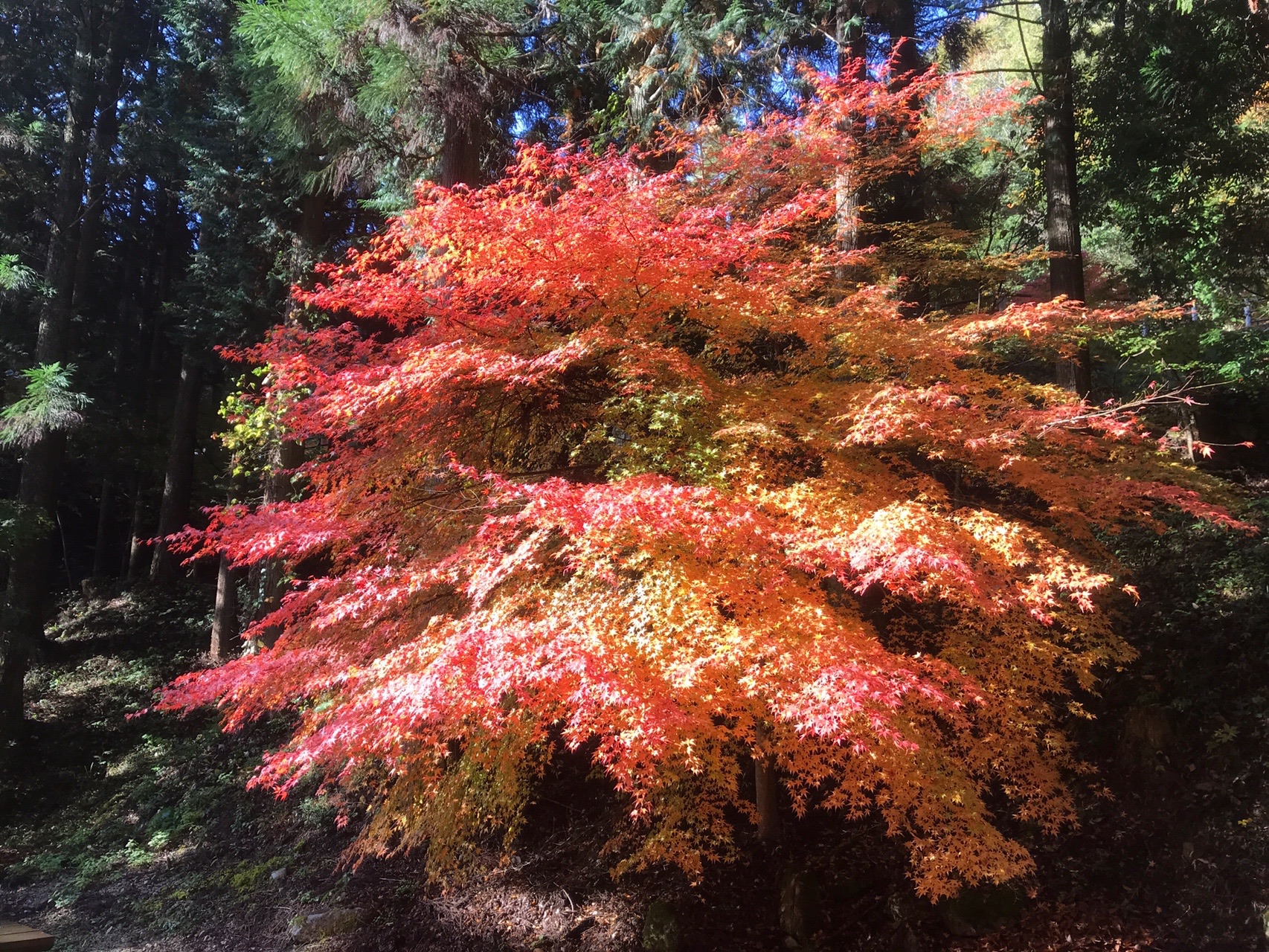 寂地峡の紅葉と寂地山登山 なかしげさんの吉和冠山 安芸冠山 広高山 寂地山の活動データ Yamap ヤマップ