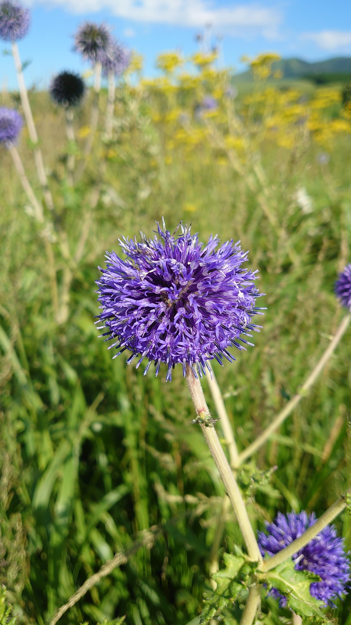 ブルービーに会いたくてヒゴタイ公園へ るい さんの草原の村 うぶやまトレッキング ヒゴタイ公園と山野草コースの活動データ Yamap ヤマップ