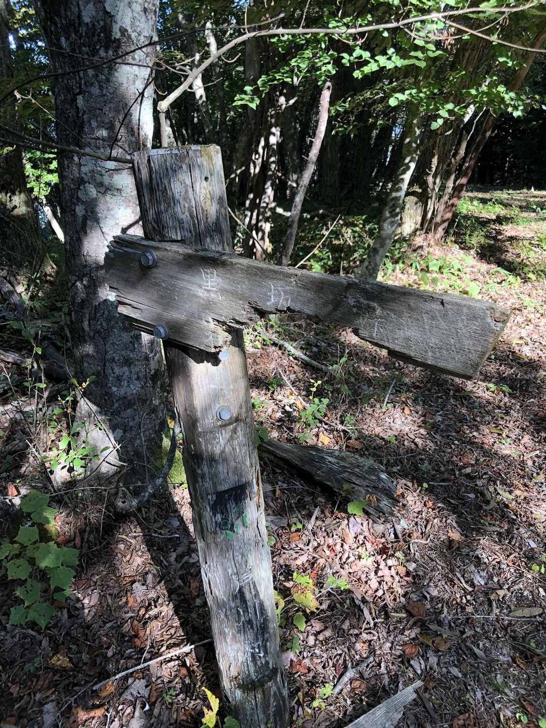 鳥坂トンネル春日沢ノ頭･春日山･名所山･風巻･滝戸山･貉山 / 秦野のじじいさんの春日山・名所山・滝戸山の活動データ YAMAP / ヤマップ
