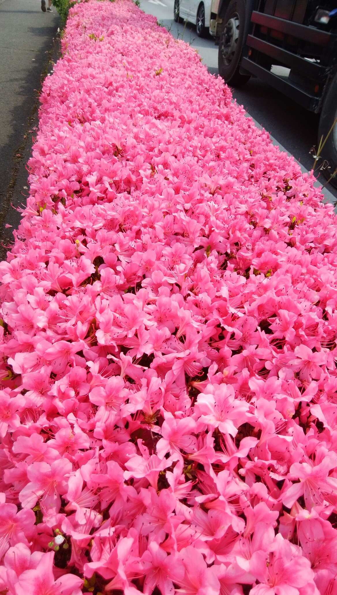 茂呂山と鹿沼市花木センター散歩 ヒロシさんの大沢山 高鳥屋山の活動データ Yamap ヤマップ