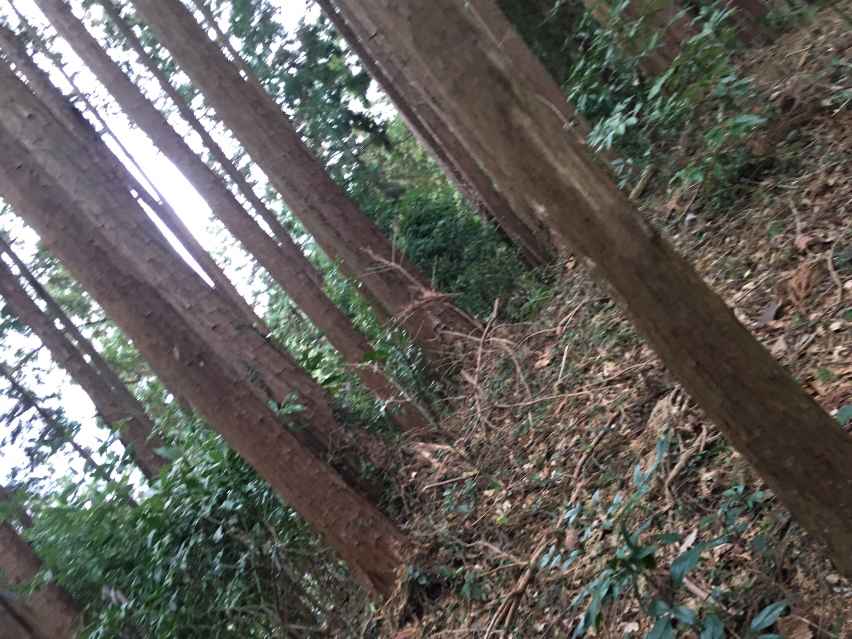 勝峰山とロンデン尾根 80階建てアパートの72階に住むc氏