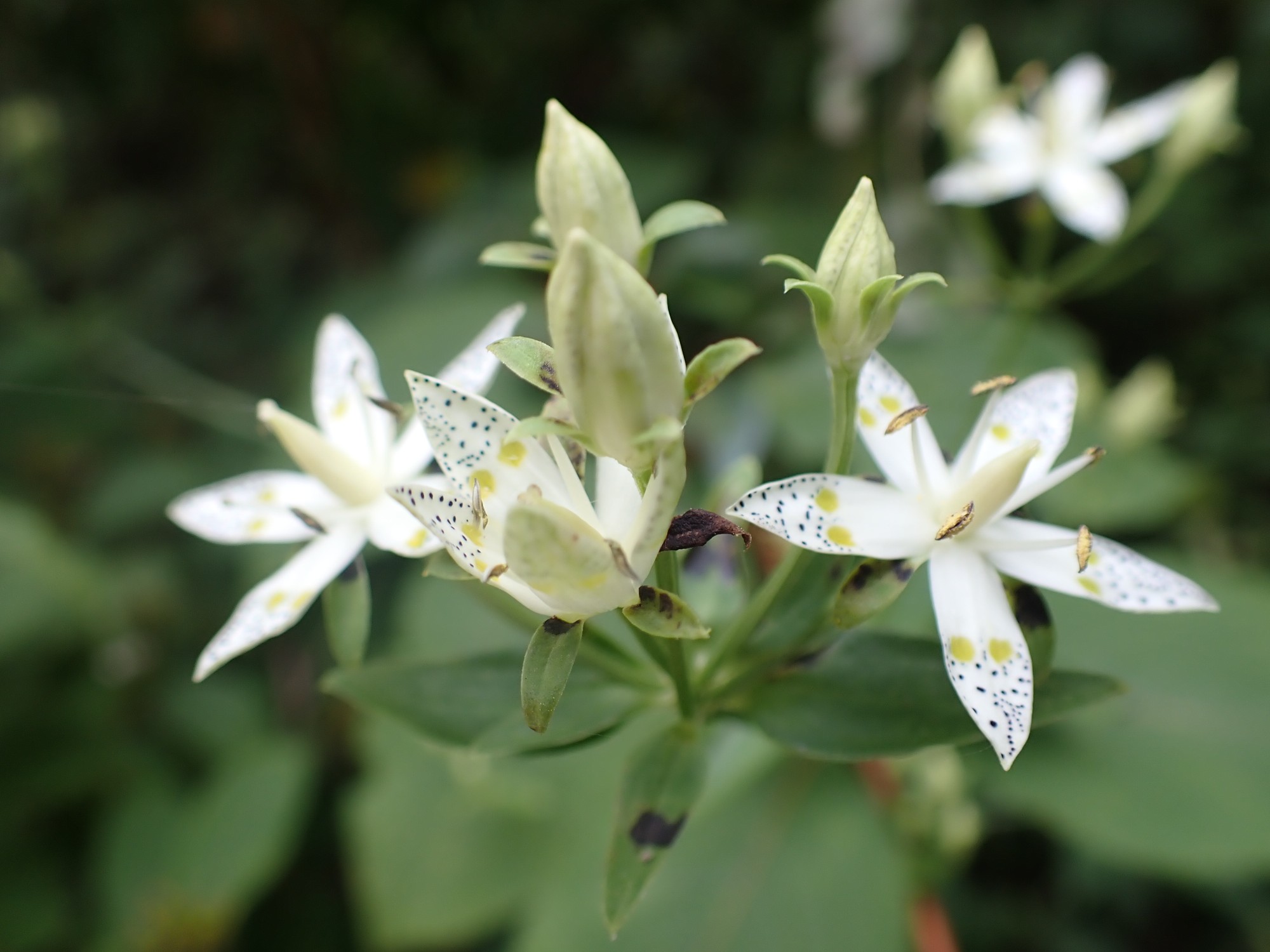 中山奥の院からロックガーデン 柚子さんの中山 兵庫県 大峰山の活動データ Yamap ヤマップ
