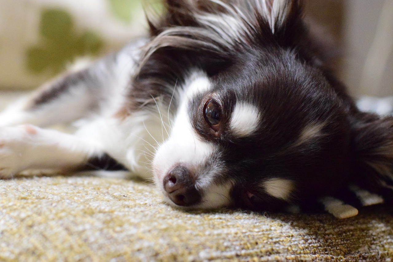 フランス ル・ドファン クラシック インテリアランプ ホテル仕様1856 ヤマル ランプホーム】38％割引殿堂 フランス ル·ドファン クラシック