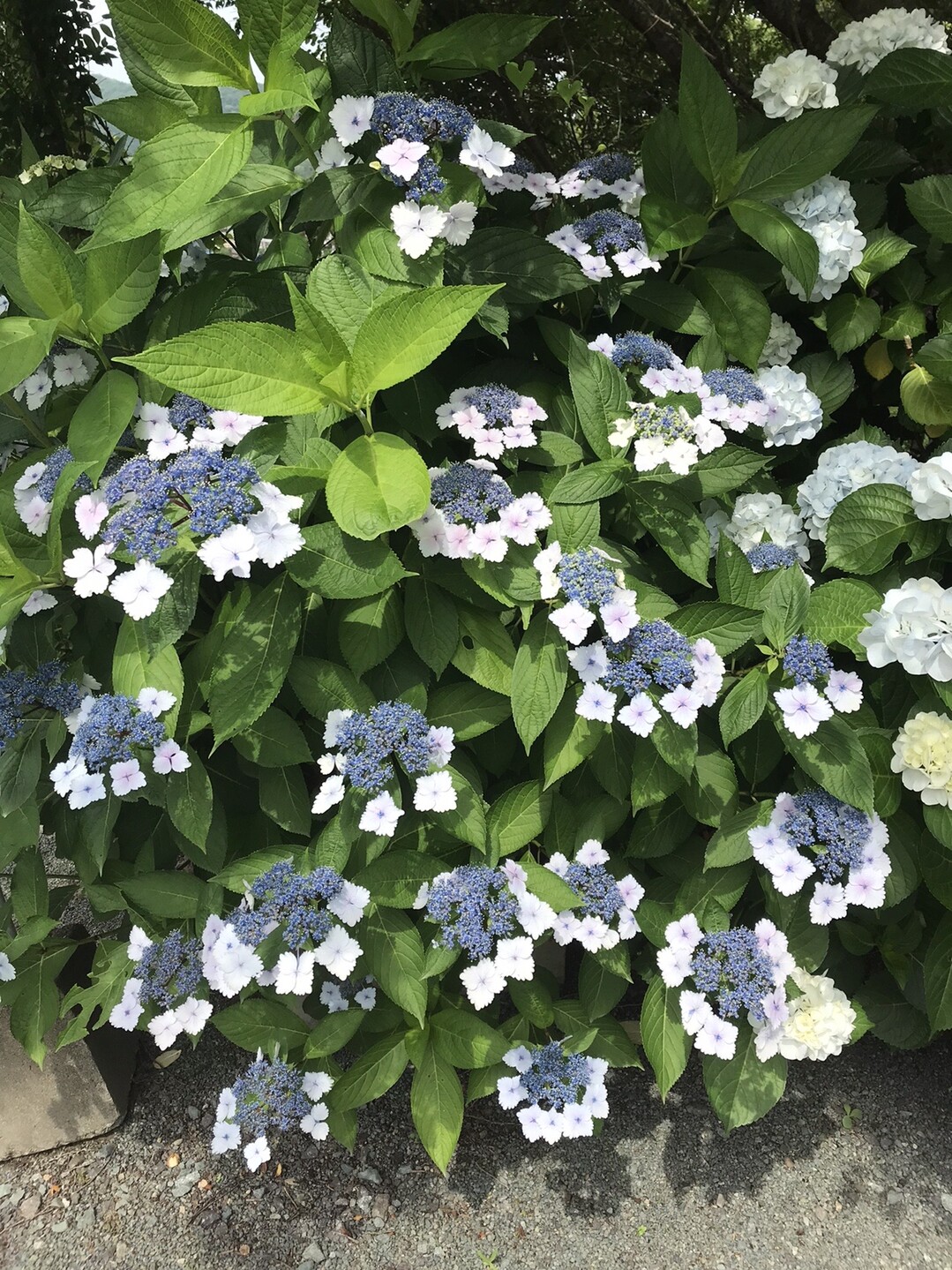 梅雨の合間に初見のキノコの女王 と ラン 見っけ はっぴいえんどさんの湯川山 城山 孔大寺山の活動日記 Yamap ヤマップ
