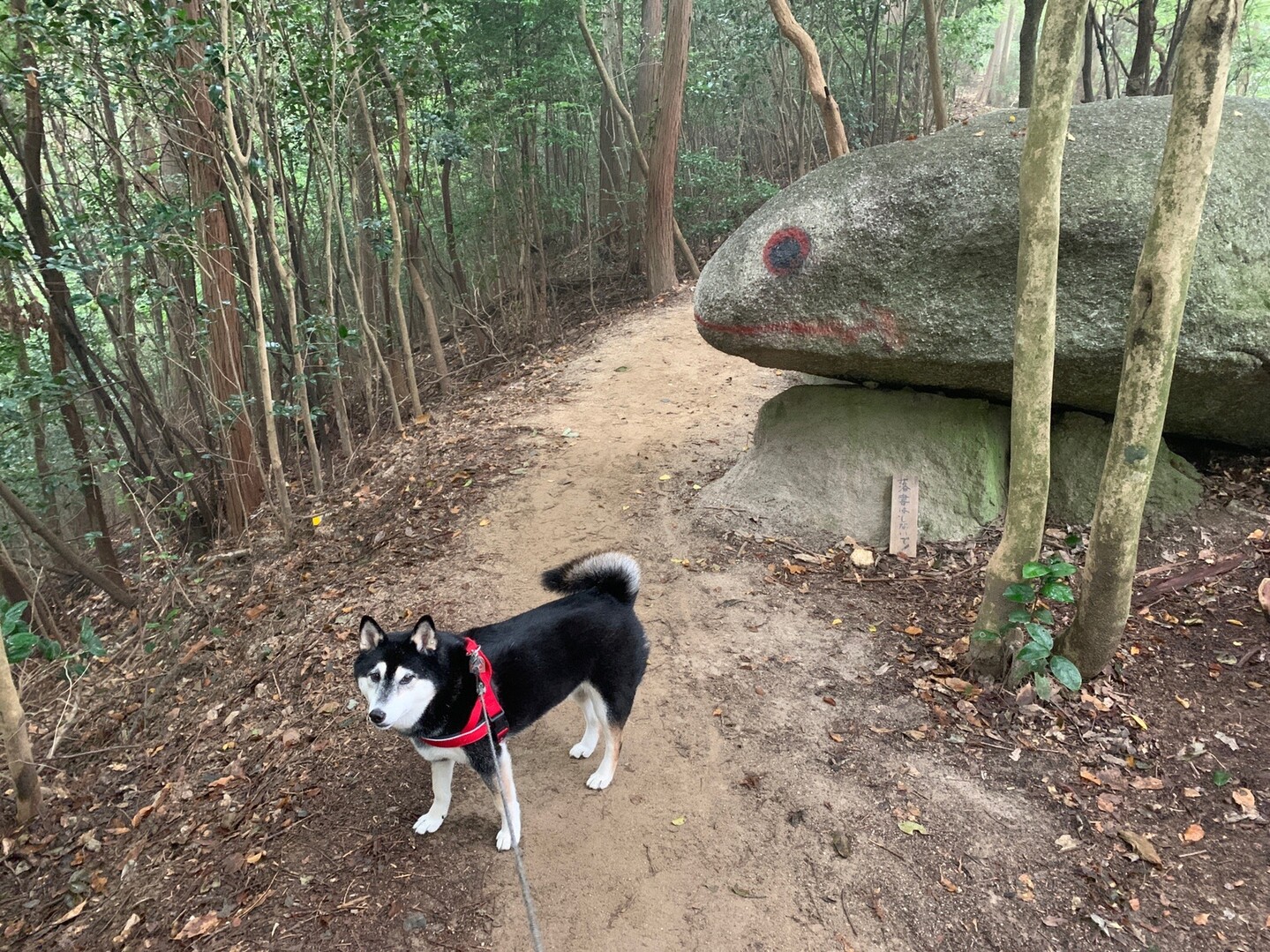 犬と一緒に 初 猿投山 マ カベさんの猿投山 物見山の活動データ Yamap ヤマップ
