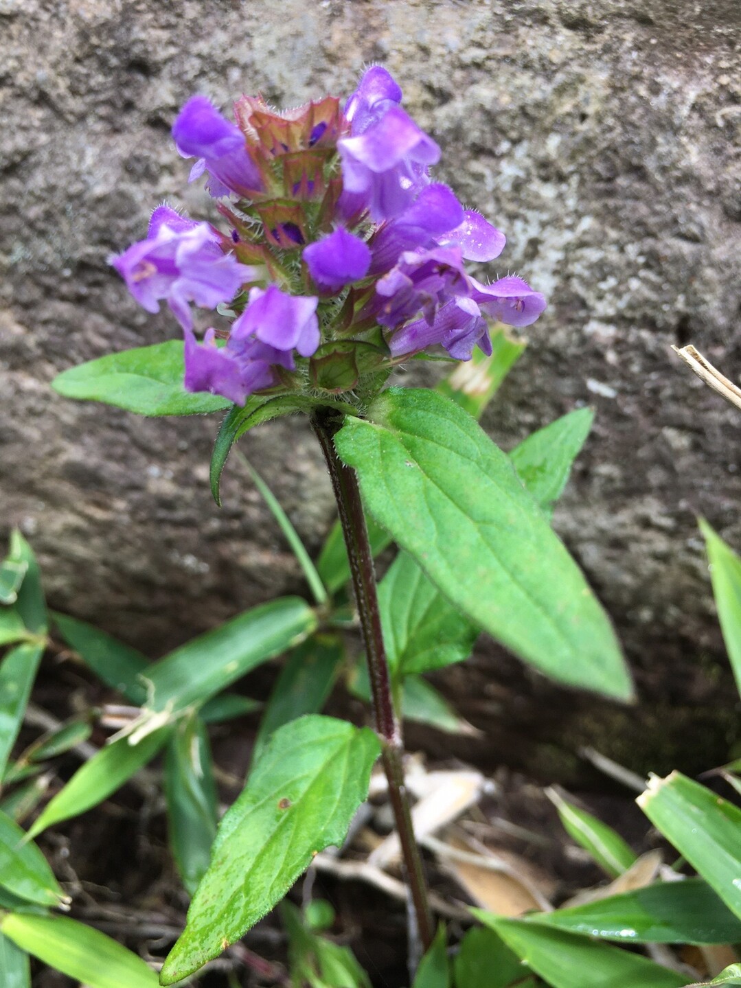 国見岳の鎖場で右手首を試そう ミータさんの雲仙岳 普賢岳 絹笠山の活動日記 Yamap ヤマップ