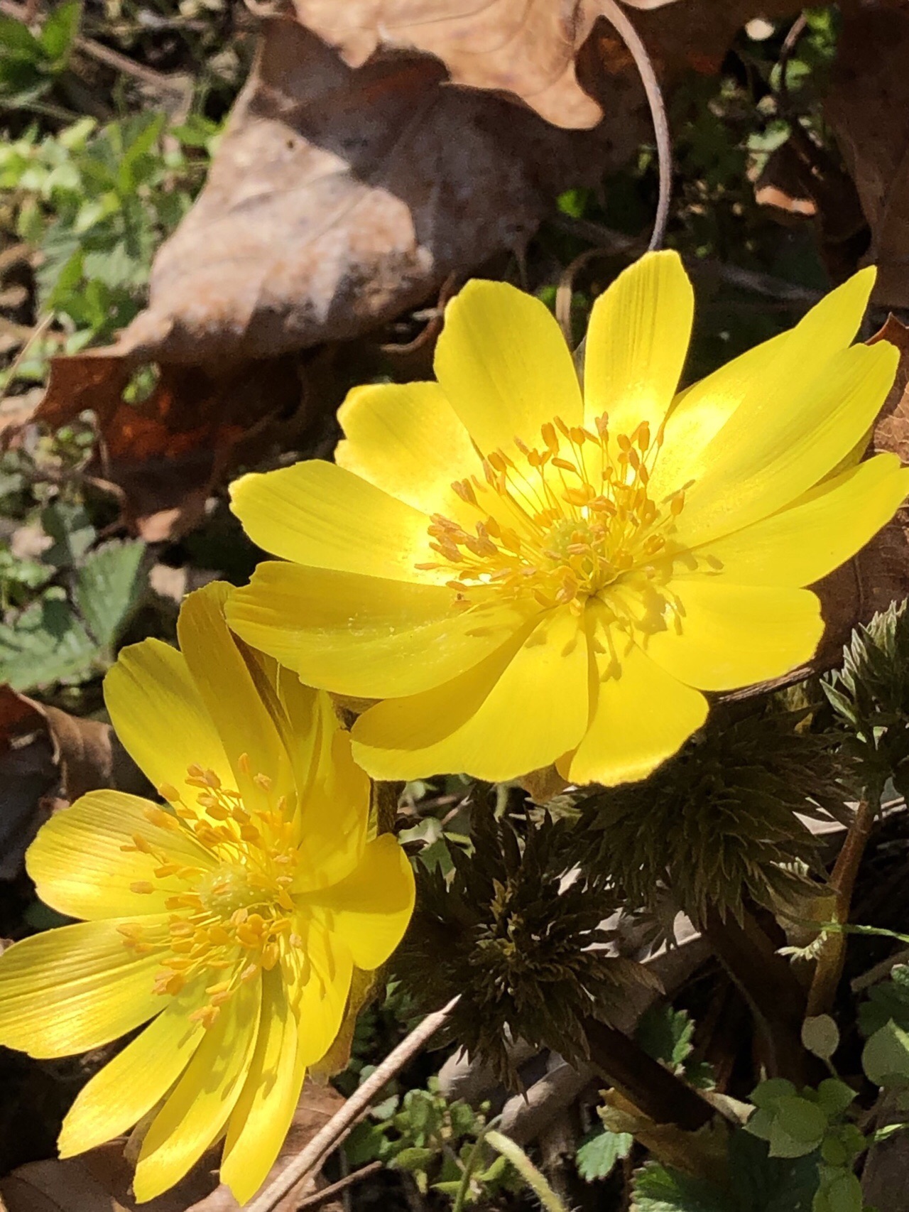 ポンポン山系花詣 2月 福寿草から始まる新シーズン やまたいらさんのポンポン山 京都府 釈迦岳 小塩山の活動日記 Yamap ヤマップ