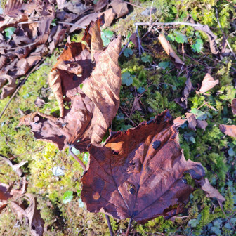 左門岳 テツカエデが多い。