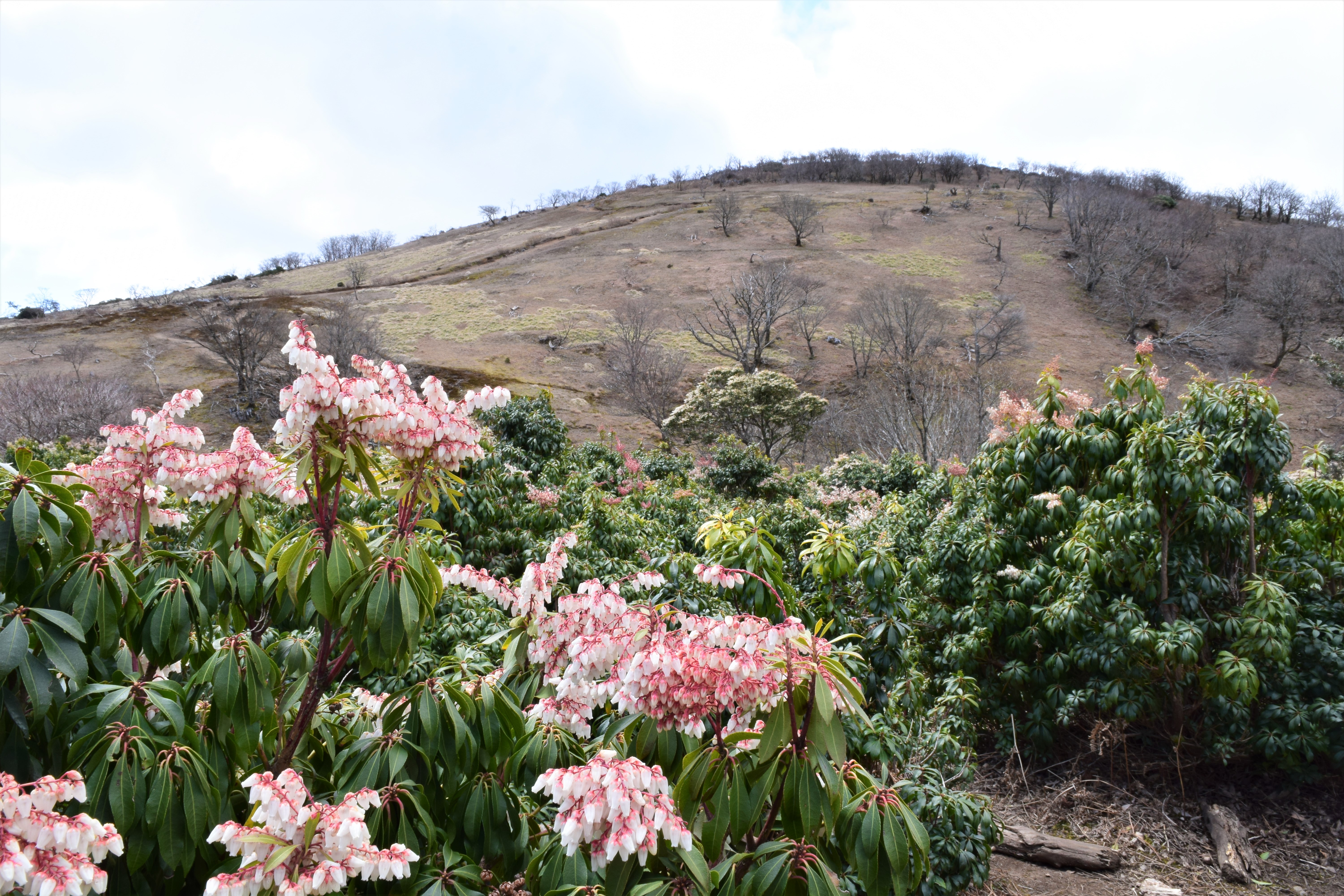 アセビ花咲く 藤原岳への山旅 Water Valley Mountain Clubさんの藤原岳 御池岳の活動データ Yamap ヤマップ