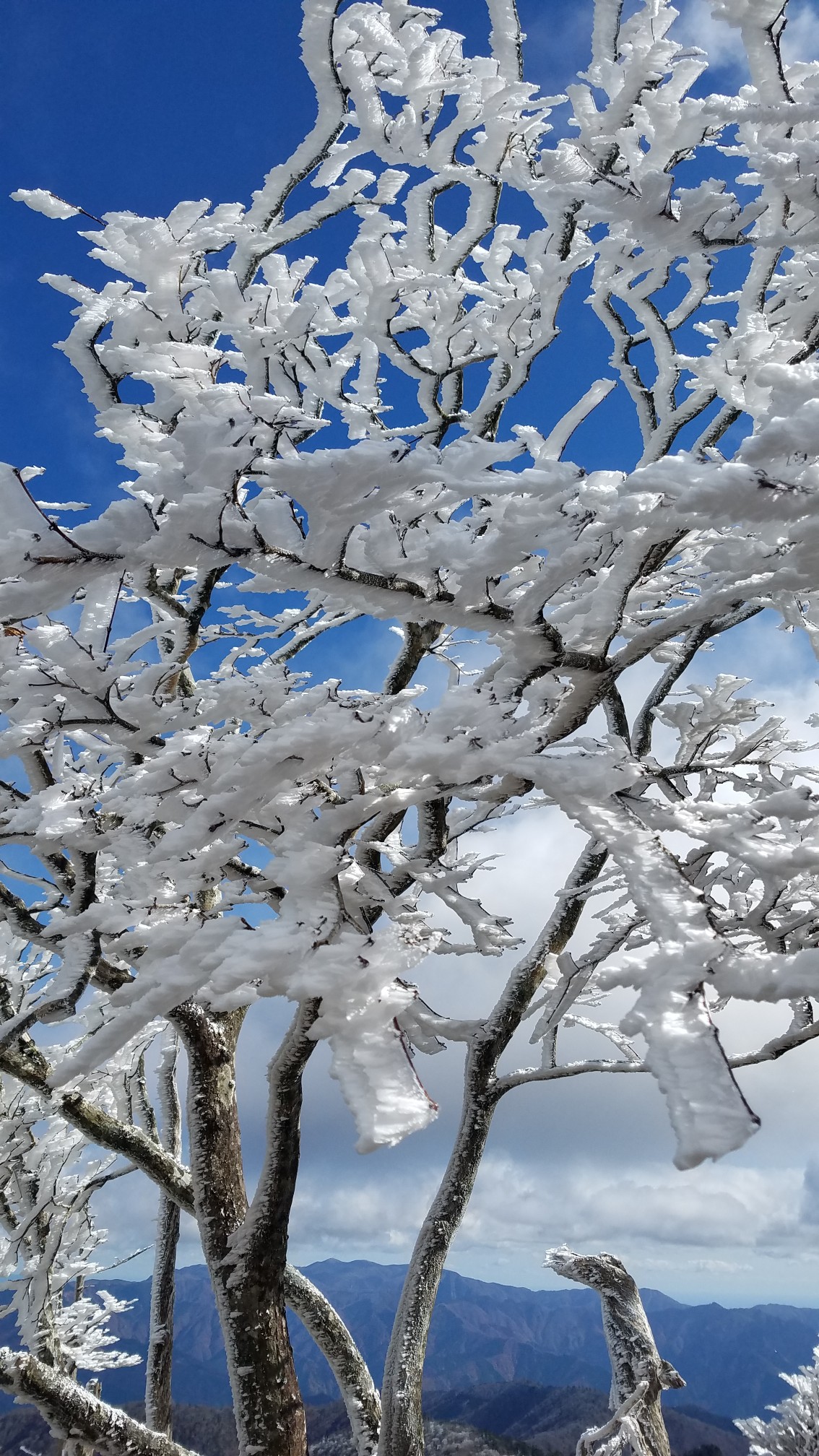 大峰山 紅葉と初冬の景色 チャーリーさんの観音峯山 大普賢岳 山上ヶ岳 稲村ヶ岳の活動データ Yamap ヤマップ
