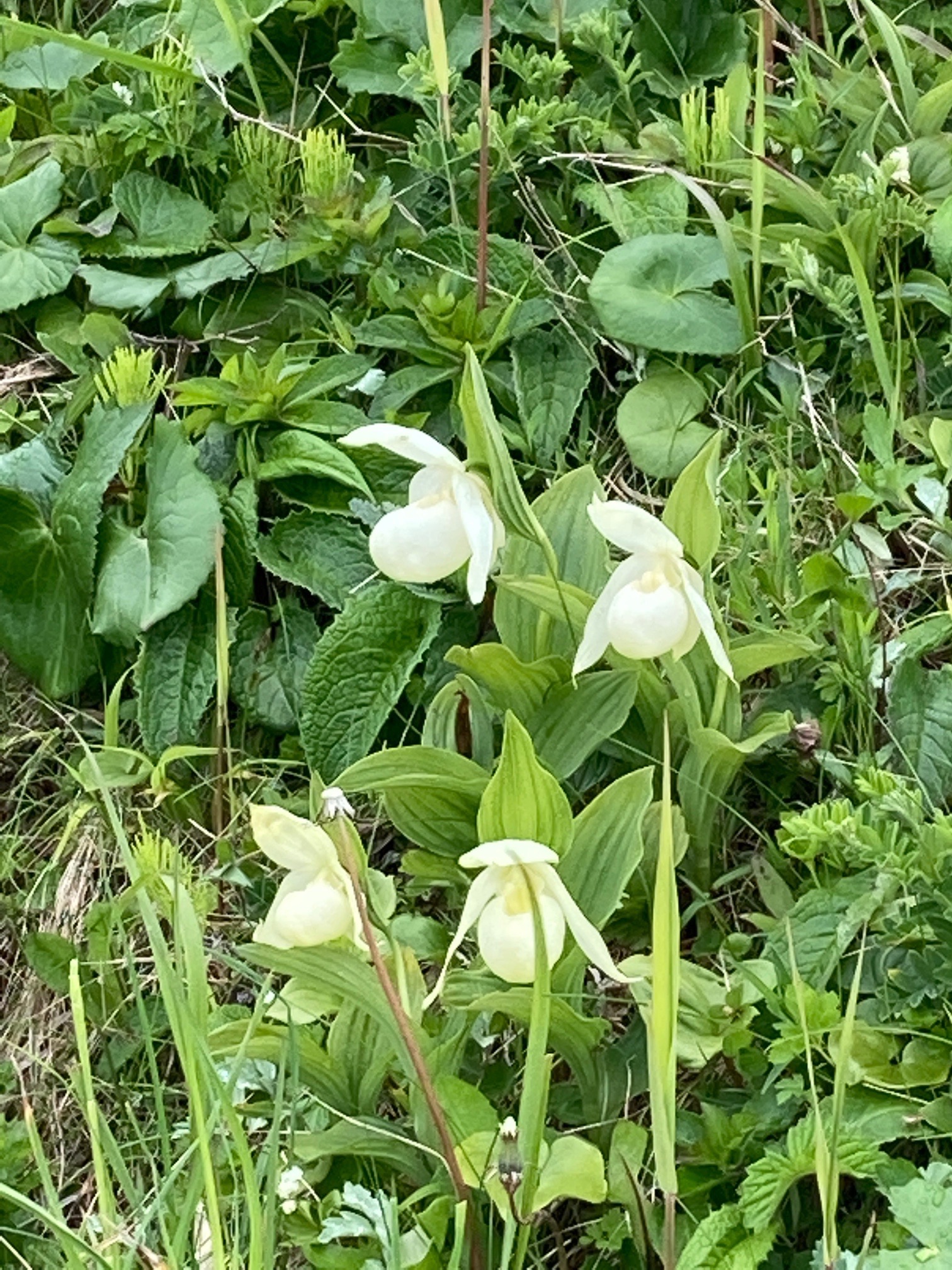 E17 礼文アツモリソウ