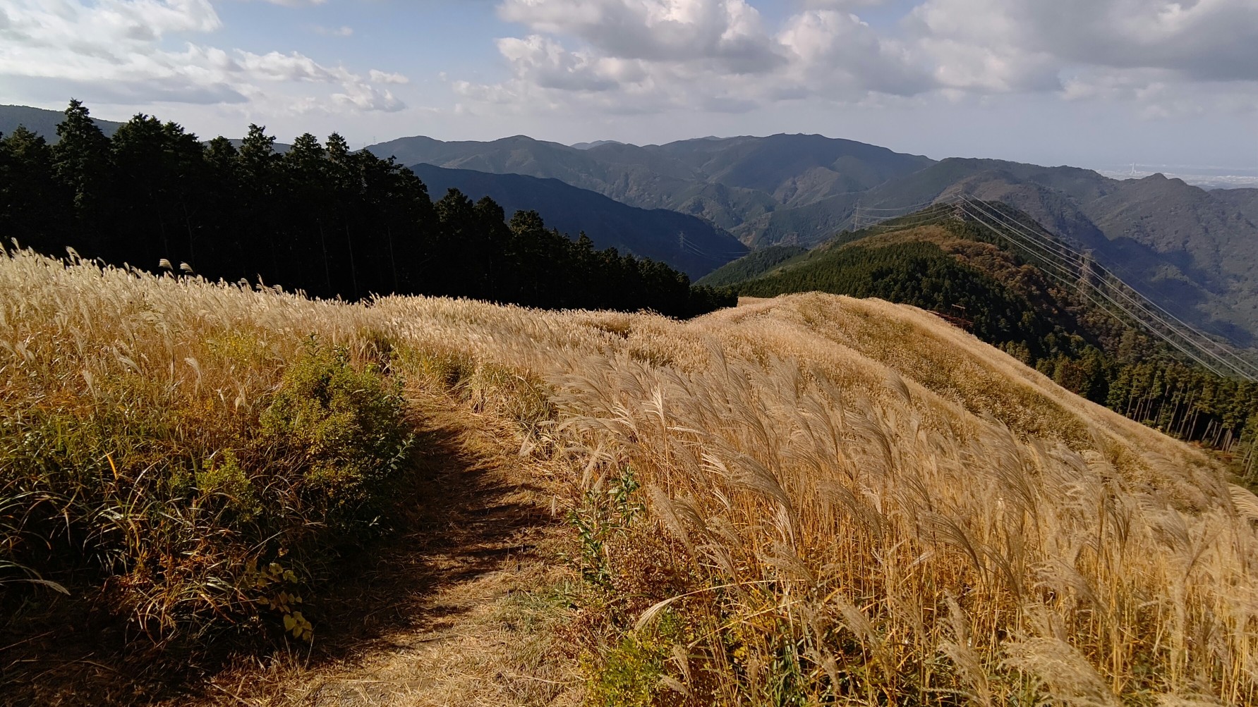 岩湧山 すすき しぇばさんの岩湧山 一徳防山 三石山の活動データ Yamap ヤマップ