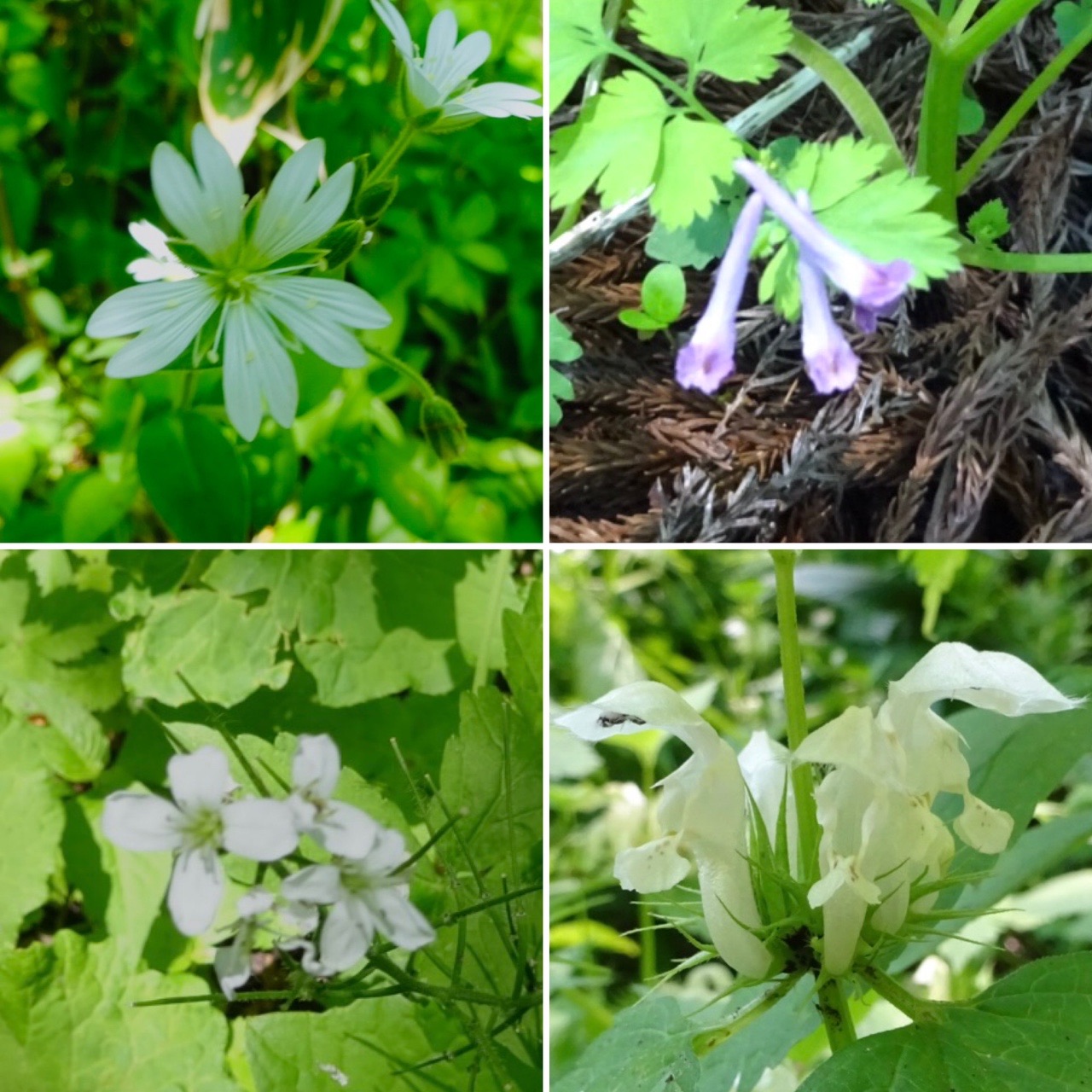 水元山 函館山 御殿山 つつじ山 八幡山 牛の背山 千畳敷 地蔵山 白山吉光さんの函館山の活動データ Yamap ヤマップ