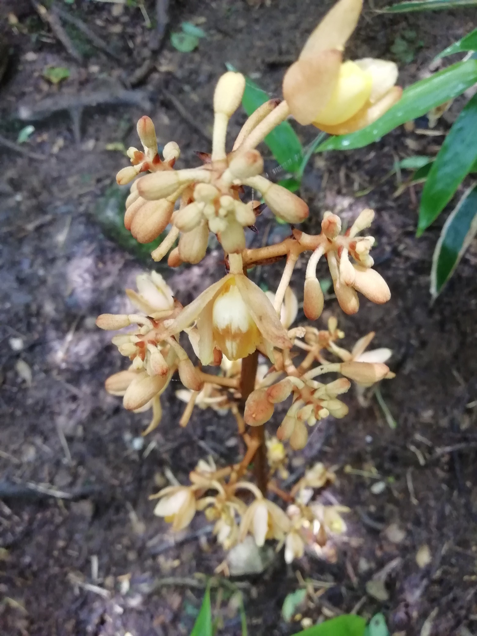 土アケビとキツネノカミソリの井原山 みどるの山旅さんの雷山 井原山の活動データ Yamap ヤマップ