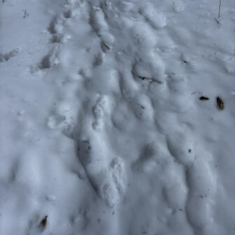山伏・八紘嶺・笹山 自分の足跡👣を探しながらあるく。
３日前だけど無いね。