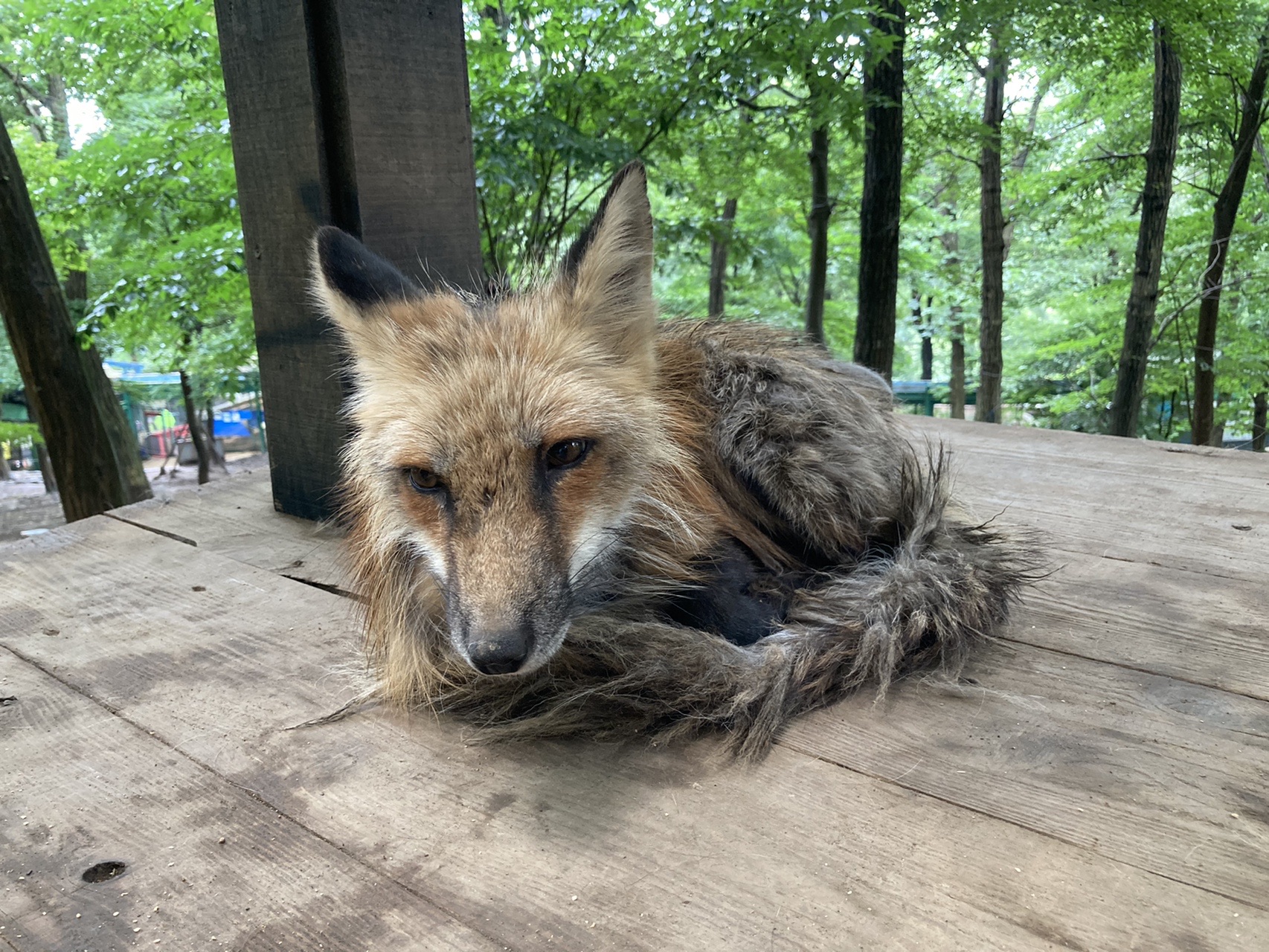蔵王山とキツネ村 わきっぱさんの蔵王山 雁戸山 不忘山の活動データ Yamap ヤマップ