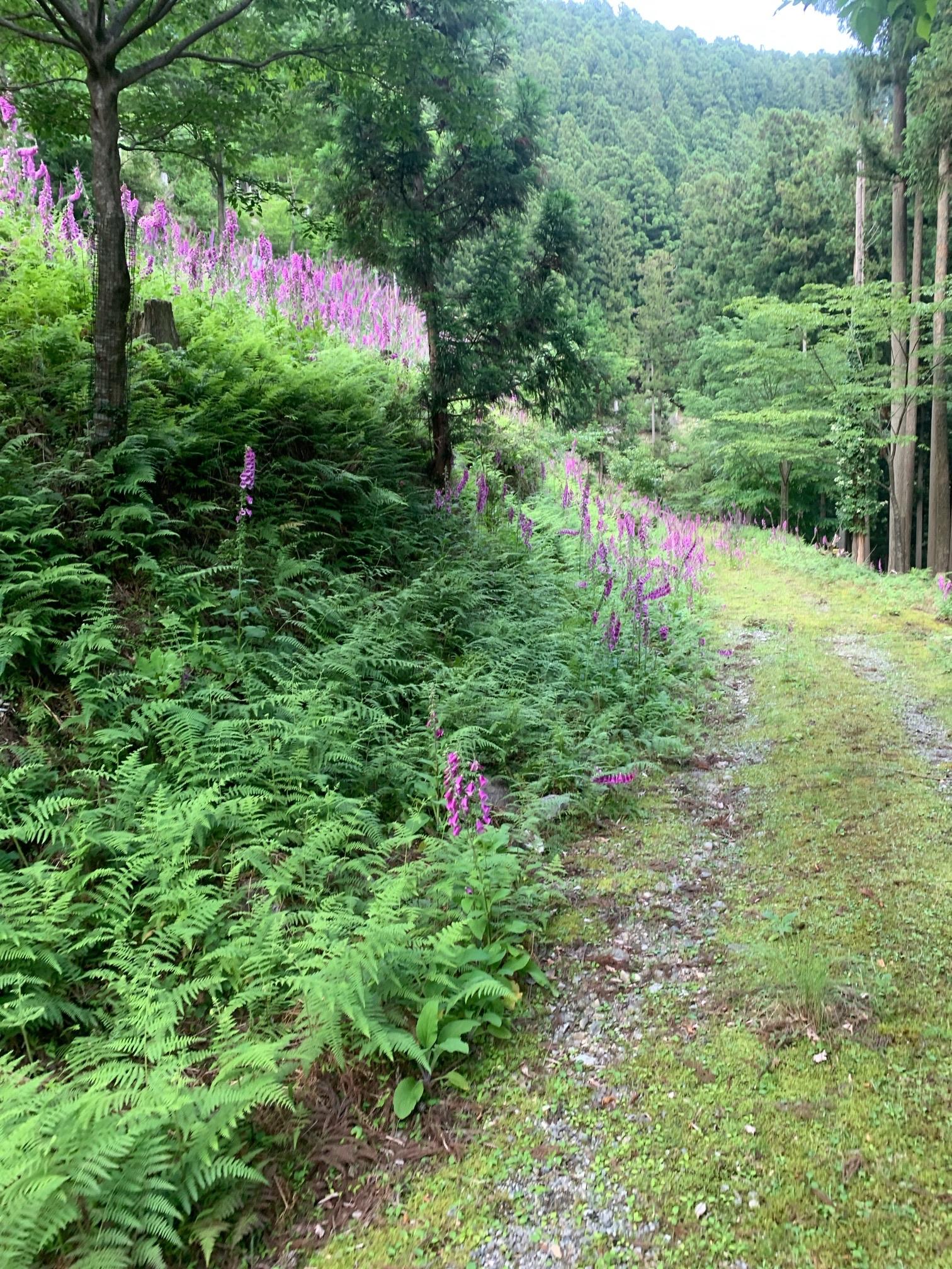 ジキタリスの群生