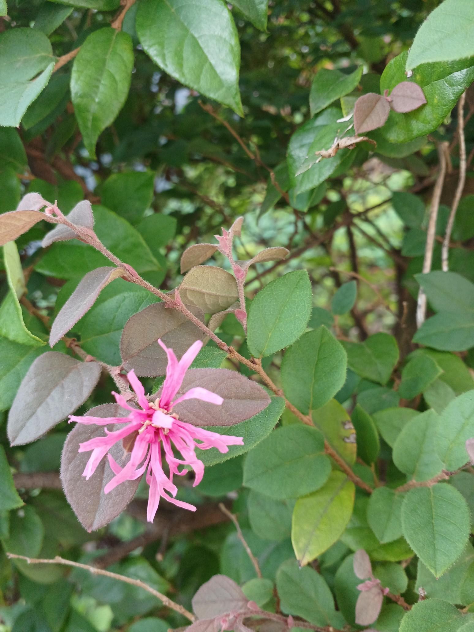 トキワマンサク💠 花言葉は『私から愛し / hiroさんのモーメント