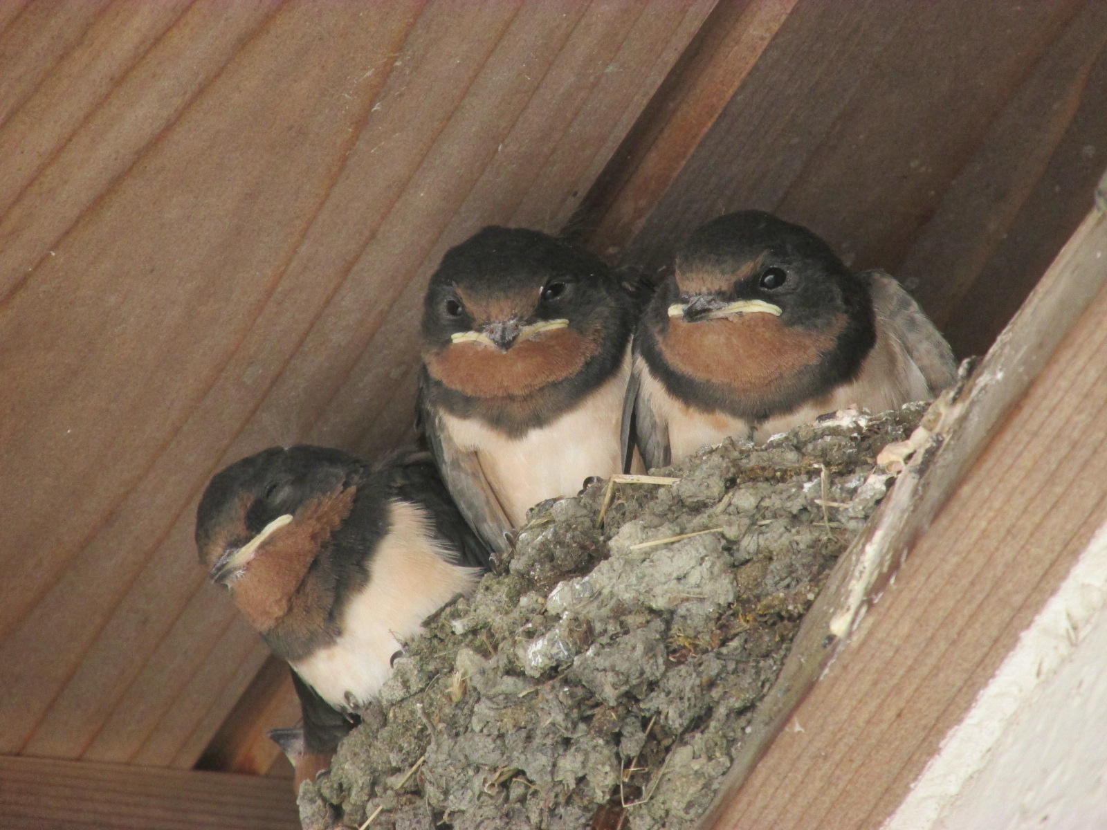かわいい かわいいツバメの赤ちゃんを探して 一週間前やけど 武甲さんさんの丸山 埼玉県 の活動日記 Yamap ヤマップ