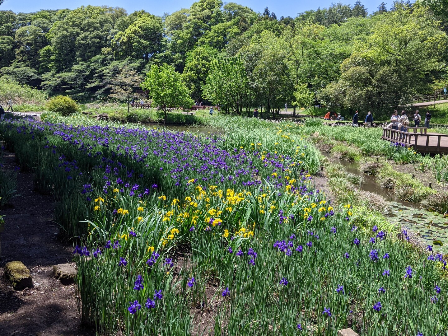 チャリで大和泉の森へ じゅり吉さんのウォーキングの活動日記 Yamap ヤマップ