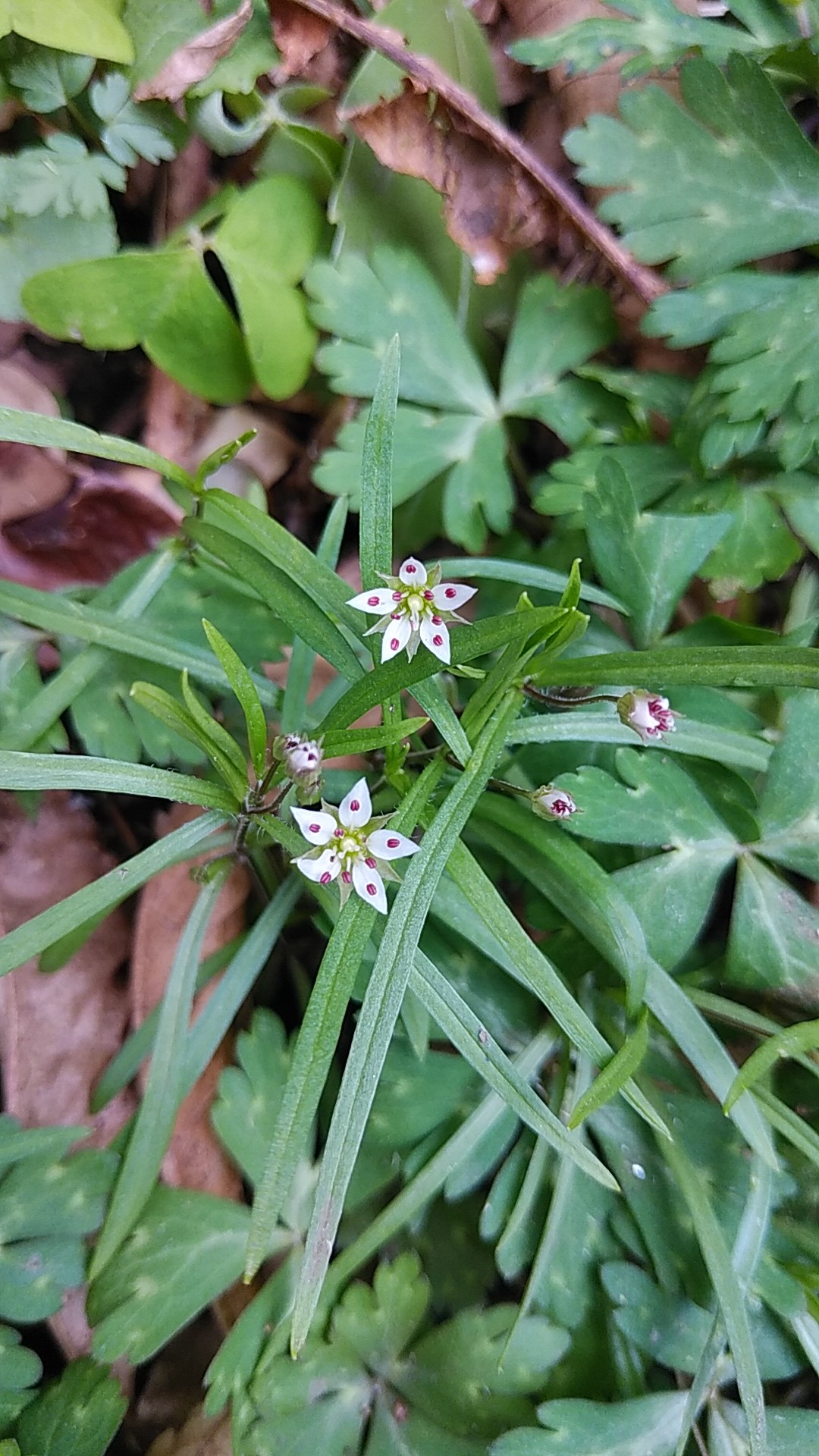 筑波山 04 07 春の筑波山は花がいっぱい ワカチャンさんの筑波山の活動データ Yamap ヤマップ