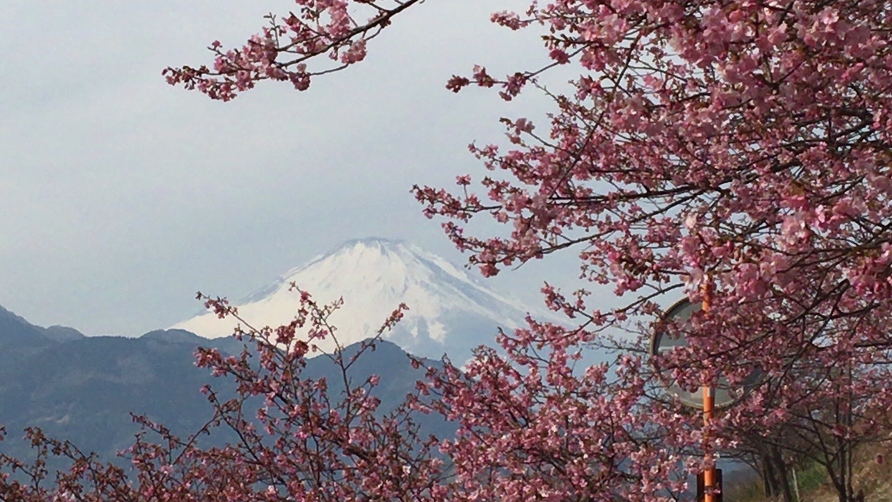 まつだ河津桜 松田山ハイキング エル丸さんの高松山 大野山の活動データ Yamap ヤマップ