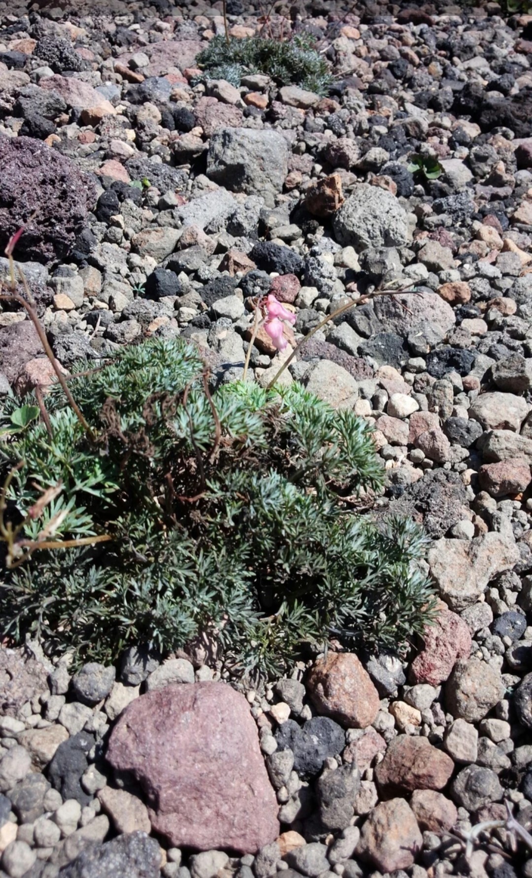 今まで出会った花たち たへもんさんの新発田市の活動日記 Yamap ヤマップ