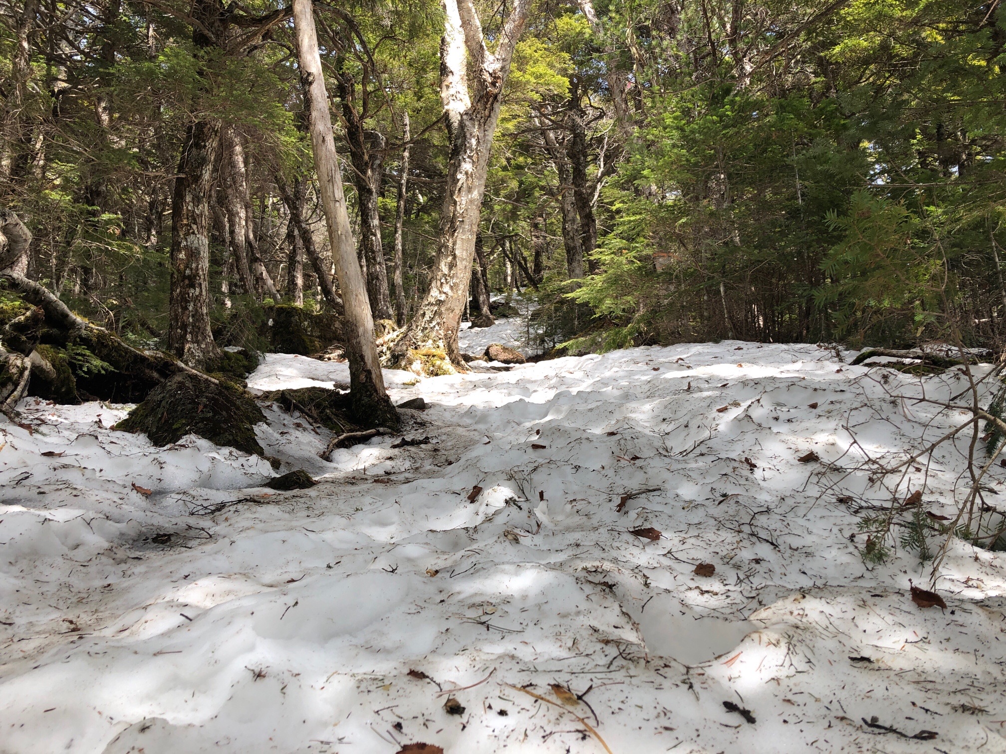 びっしり残る雪、雪、雪、踏み抜きの跡あり。 要注意。