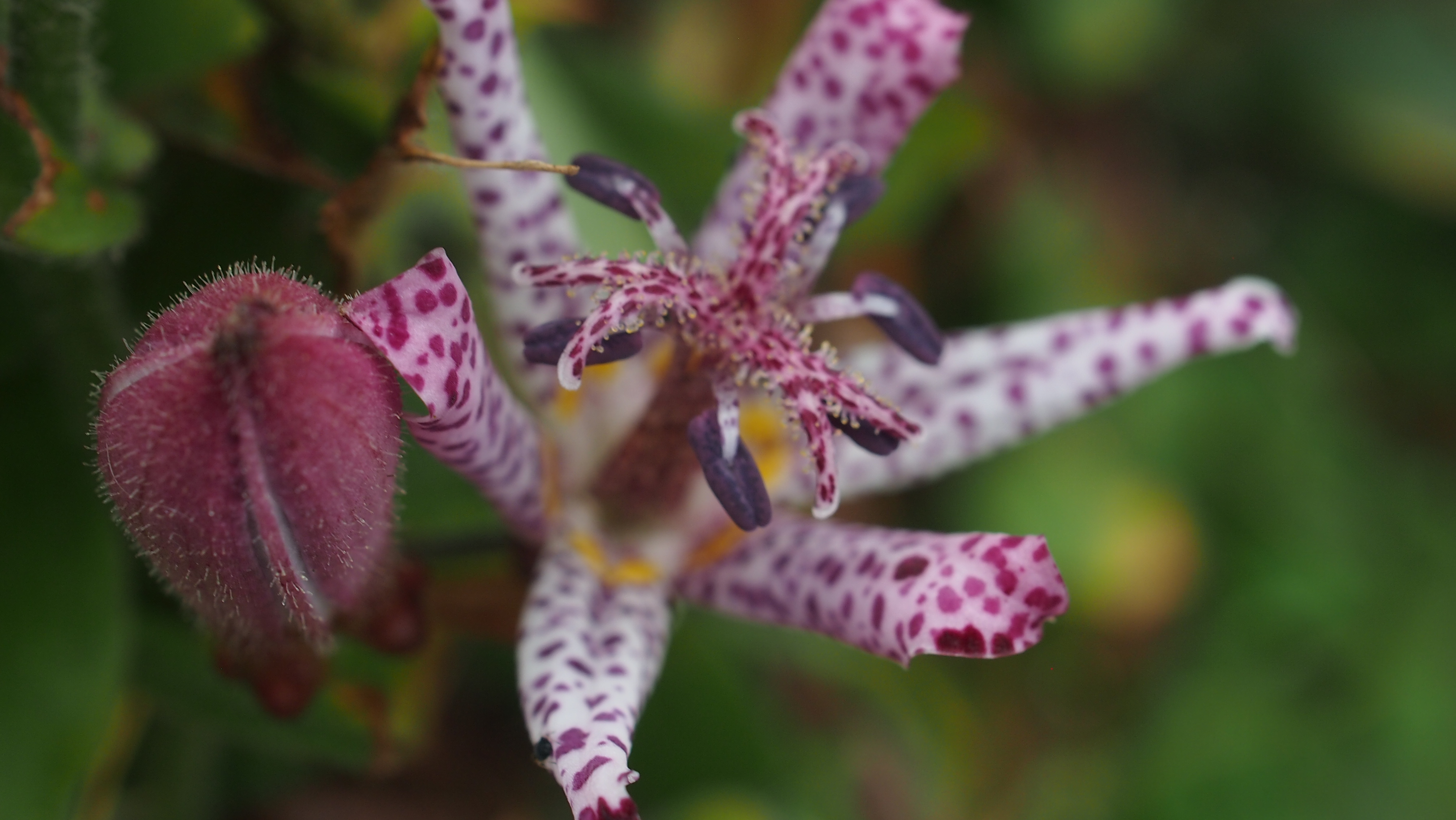 野間大池公園 ナンキンハゼの紅葉と実 野の花ひとみんさんの 公式 福岡市 防災情報含む の活動日記 Yamap ヤマップ